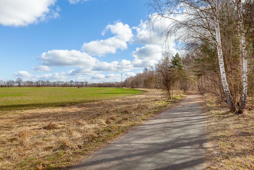Asphaltierter Weg neben Wiese und Birkenbäumen unter blauem Himmel mit Wolken.