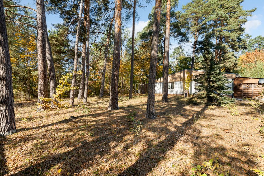 Bewaldetes Grundstück mit mehreren hohen Bäumen und einem Haus im Hintergrund.