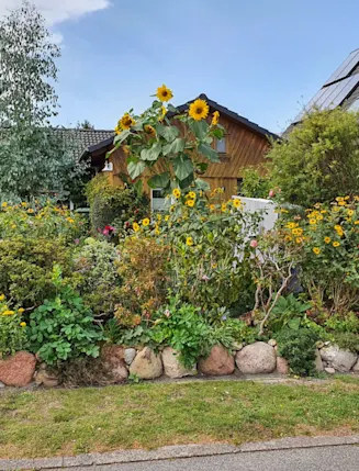 Garten mit vielen Blumen, Sträuchern, Sonnenblumen und Steinen vor einem Wohnhaus.