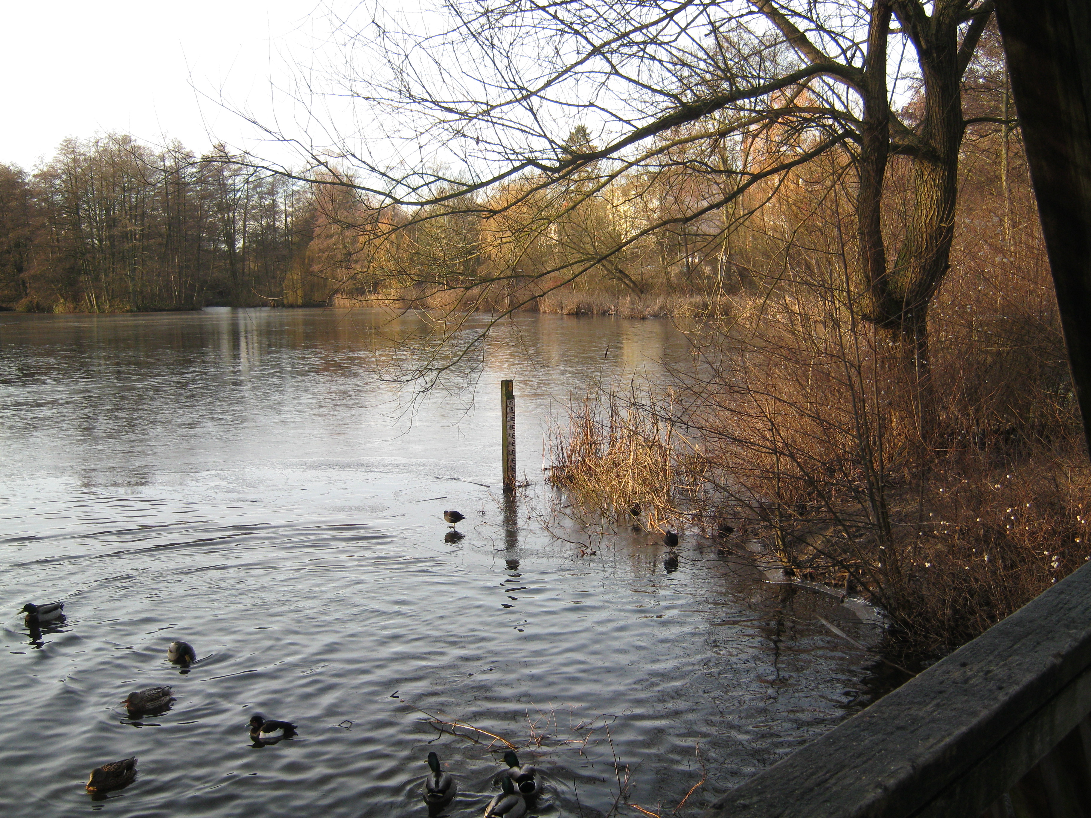 See mit mehreren Enten am Ufer, Bäume im Hintergrund, Äste im Vordergrund.
