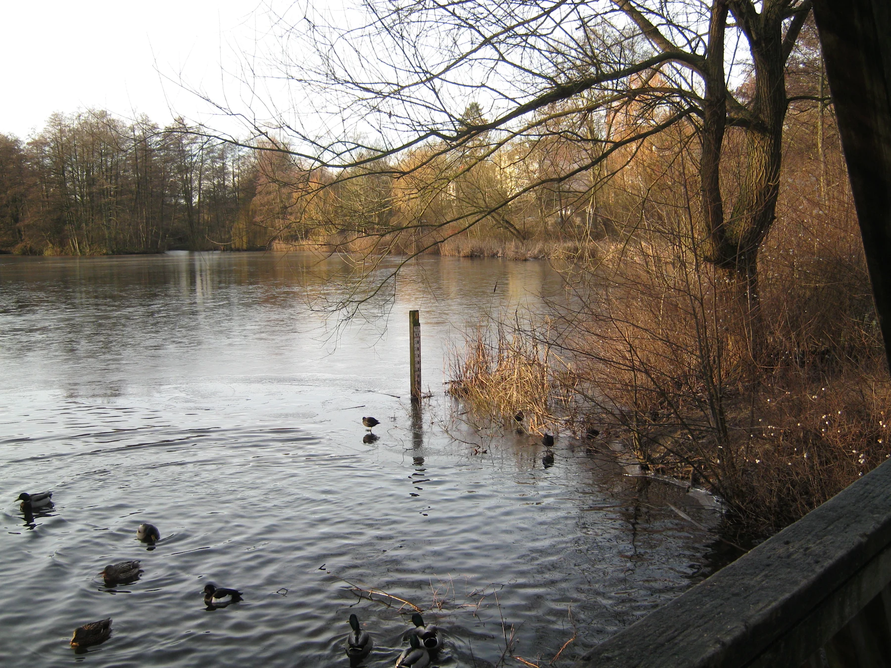 See mit mehreren Enten am Ufer, Bäume im Hintergrund, Äste im Vordergrund.