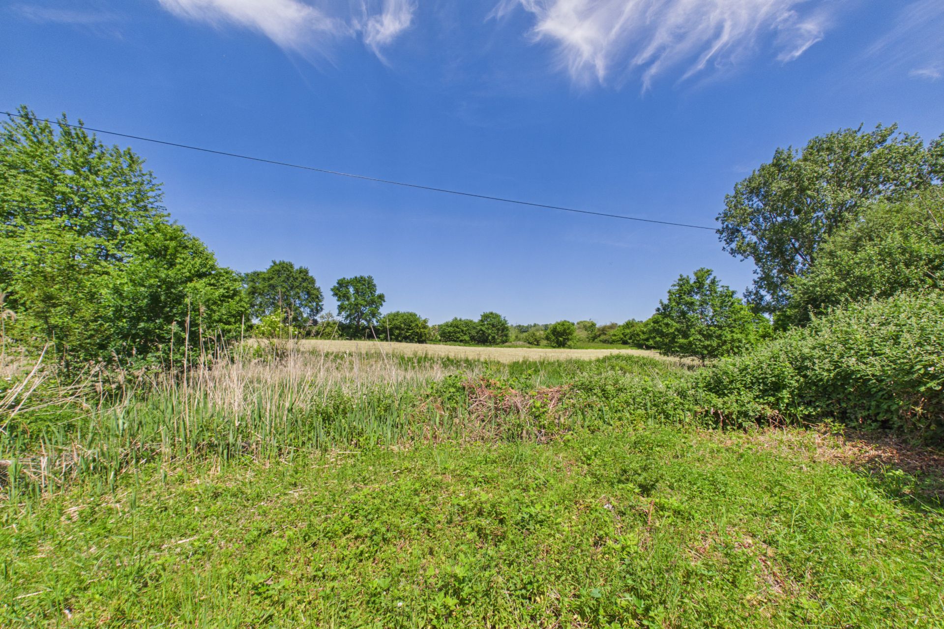 Grüne Wiese mit hohem Gras, Büschen und Bäumen unter blauem Himmel.