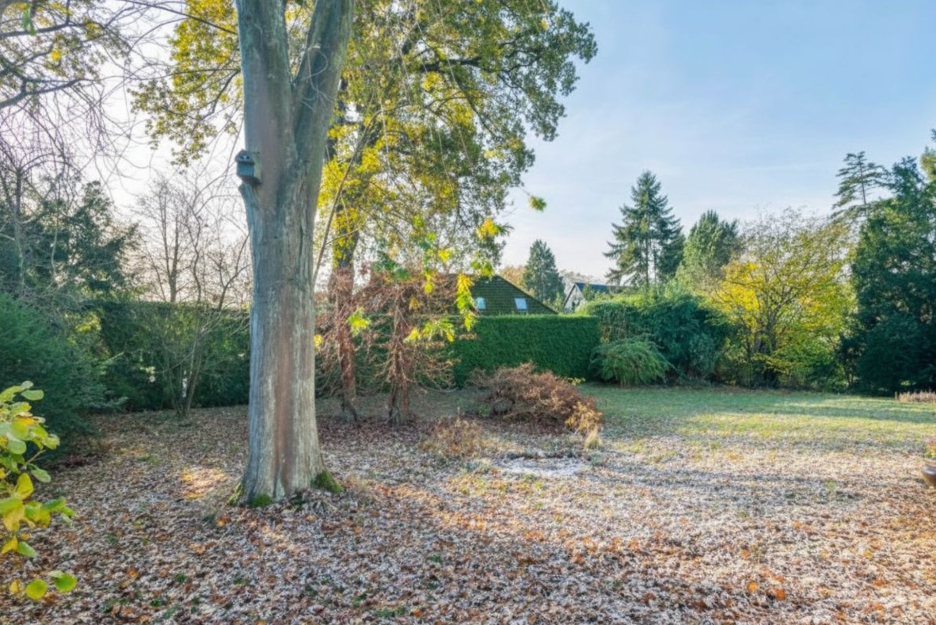 Großer Garten mit Rasenfläche, Bäumen und Herbstlaub auf dem Boden.