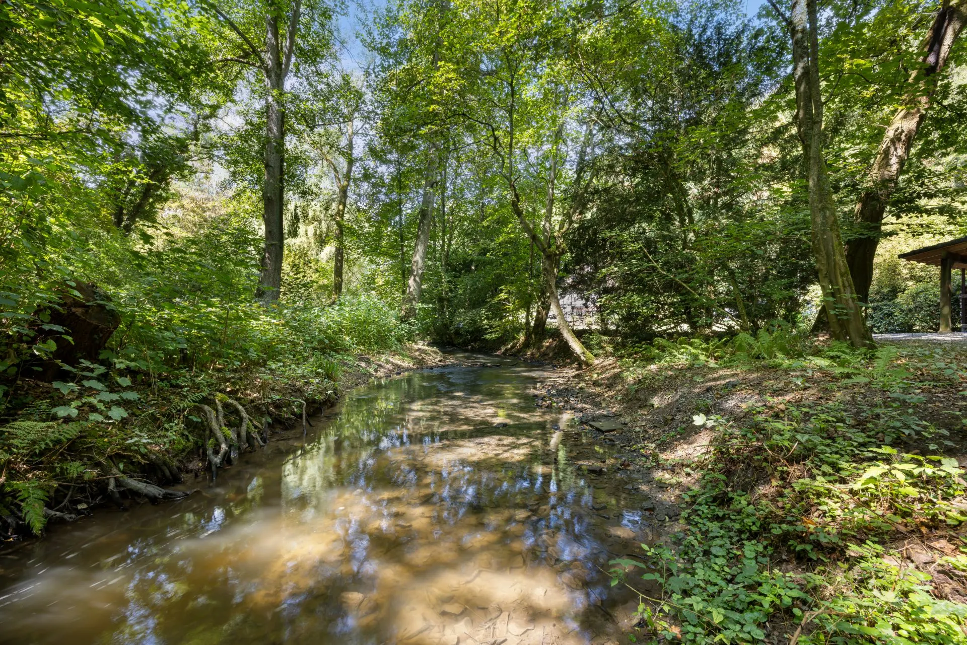 Kleiner Bach fließt durch bewaldetes Grundstück mit viel grünem Laub.