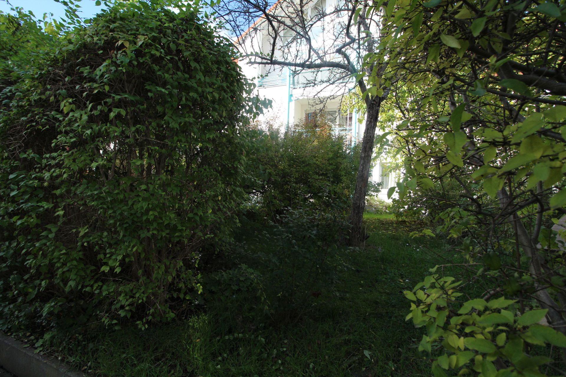 Garten mit dichtem grünen Gebüsch, Bäumen und Rasen, dahinter ein Wohnhaus.