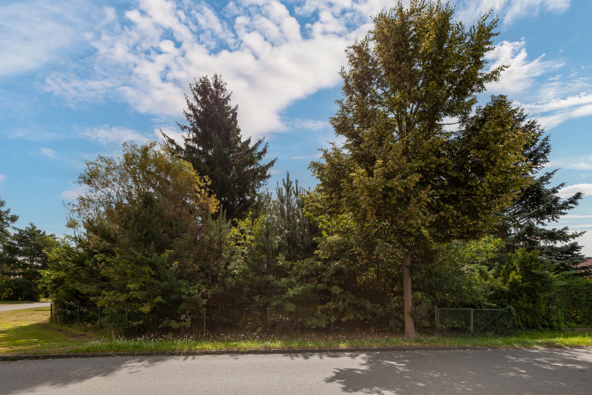 Straßenansicht mit vielen Bäumen und dichtem Grün hinter dem Gehweg.