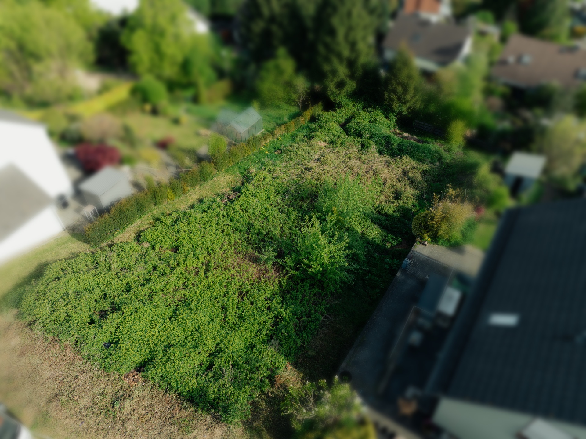 Luftaufnahme eines zugewachsenen Gartengrundstücks mit angrenzenden Wohnhäusern.