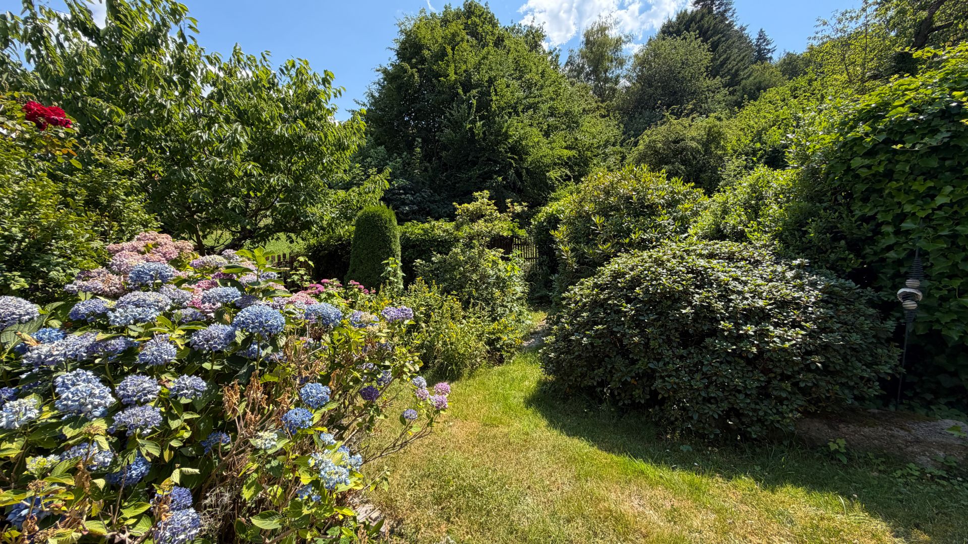 Blühender Garten mit Hortensien, Rasenfläche und dichten Büschen bei sonnigem Wetter.