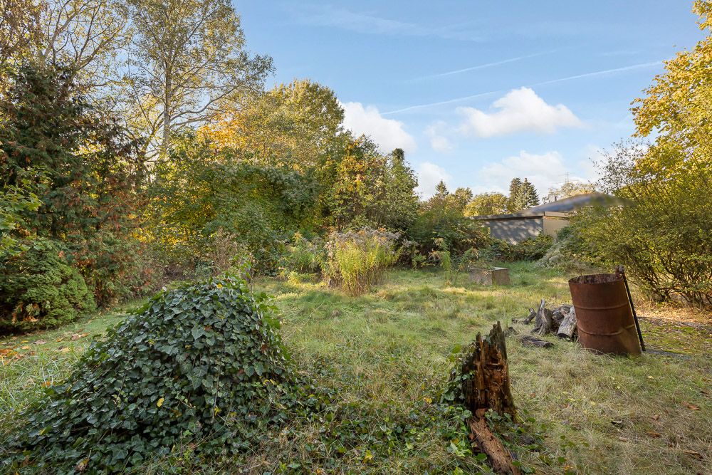 Überwachsener Garten mit Bäumen, Sträuchern, einer Tonne und Baumstämmen.