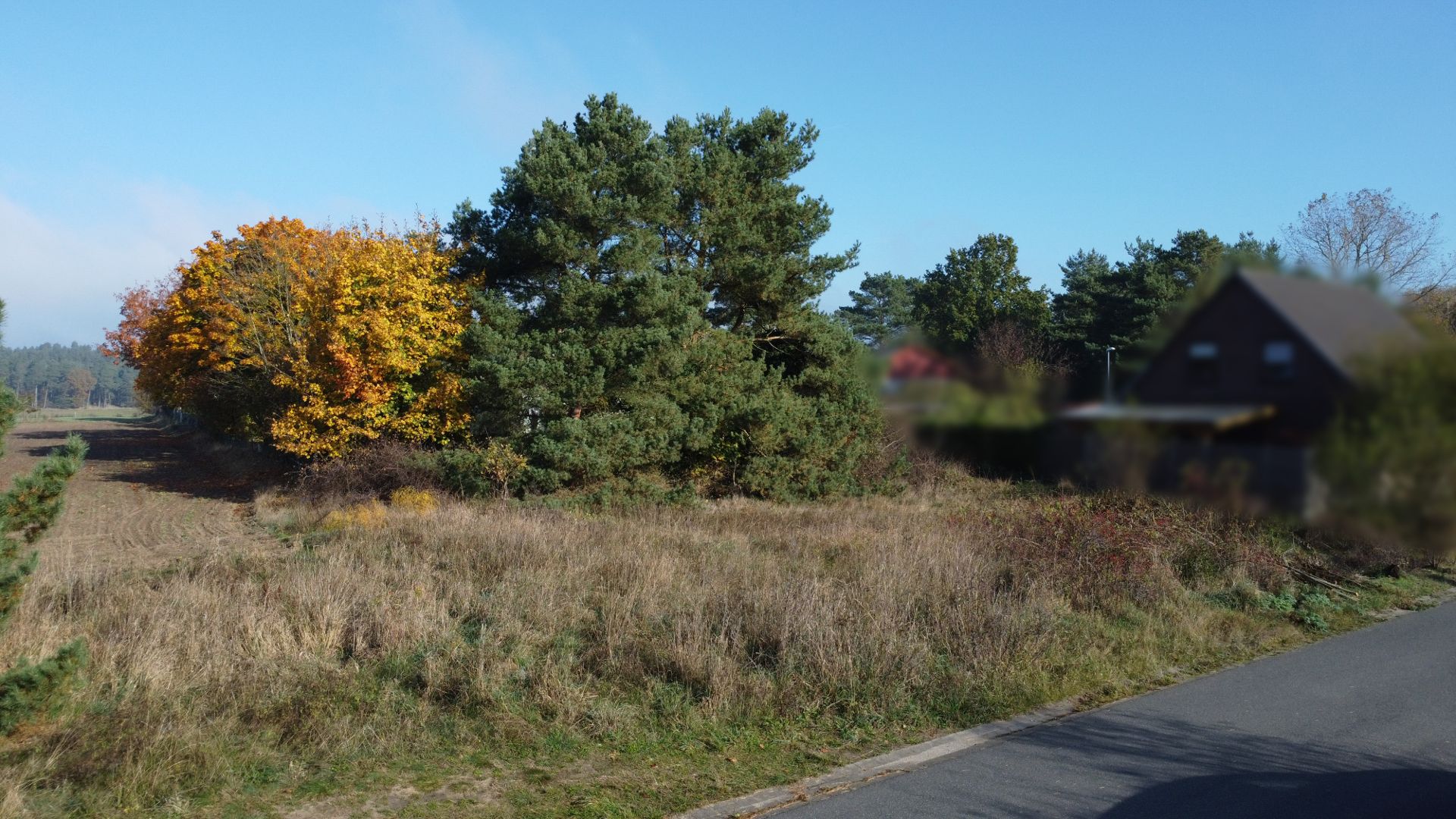 Grasbewachsenes Grundstück an einer Straße mit Bäumen und einem Haus im Hintergrund.