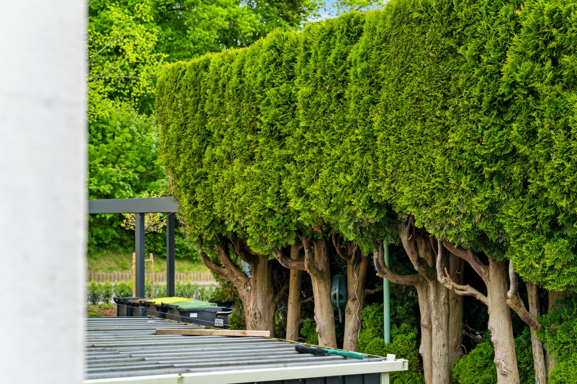 Dicht geschnittene grüne Hecke mit sichtbaren Baumstämmen neben einem Flachdach und Mülltonnen.