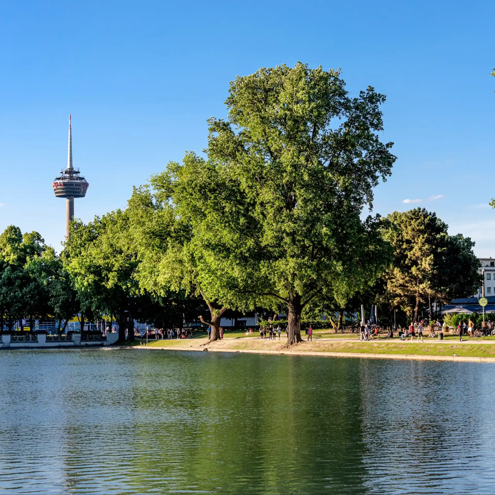 Grüner Park mit großem Baum und See, im Hintergrund ein Fernsehturm bei blauem Himmel.