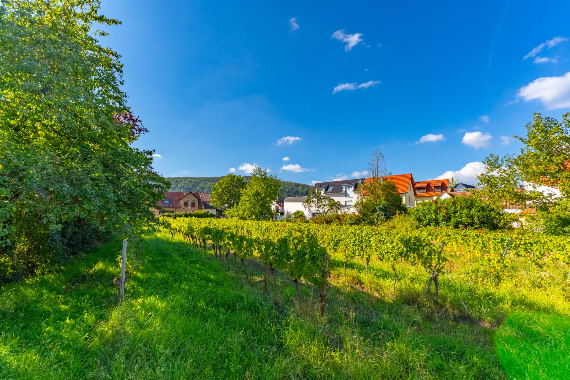 Weinreben und grüne Wiese mit Häusern und Bäumen im Hintergrund bei blauem Himmel.