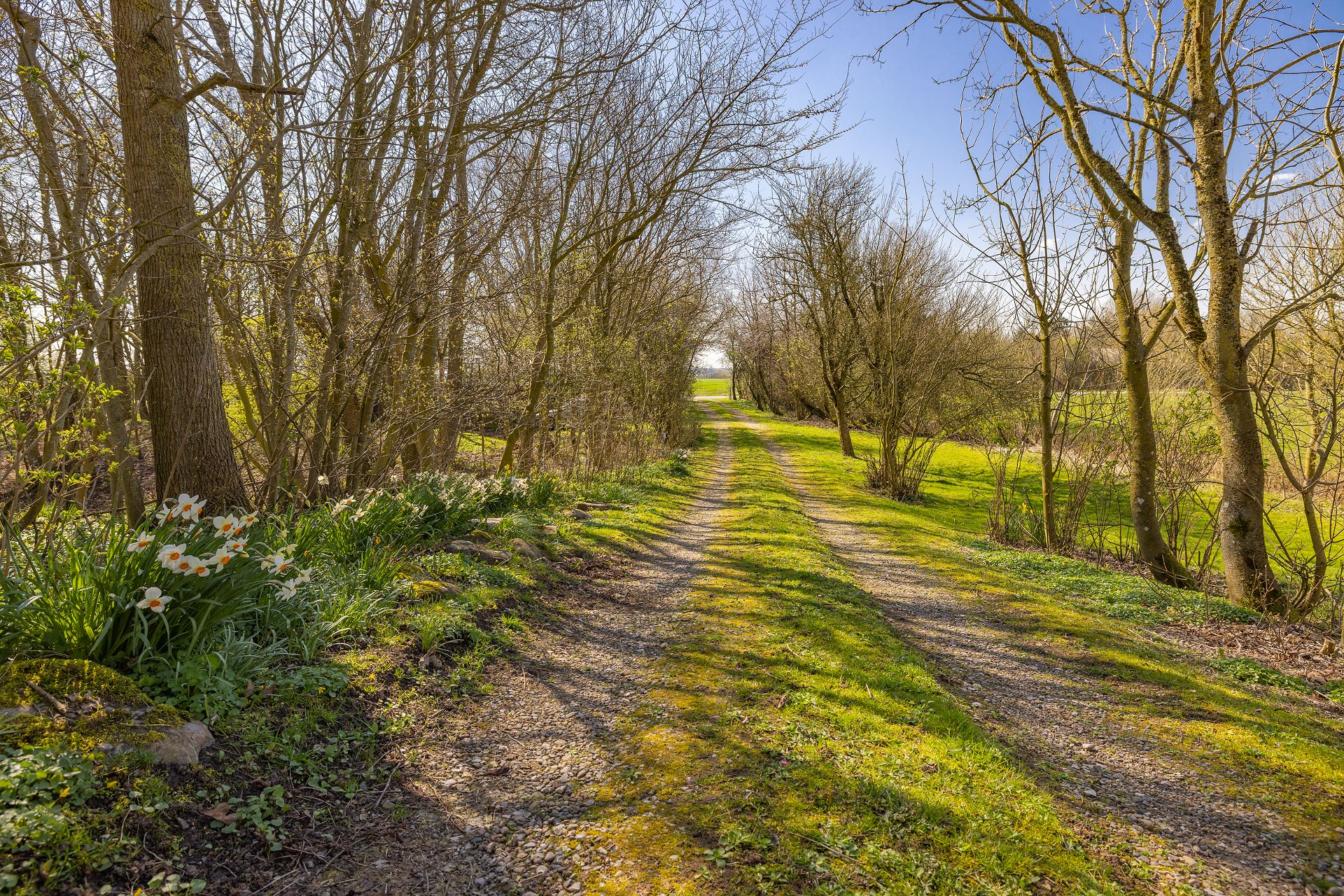 Schotterweg mit Krokussen an der Seite, umgeben von Bäumen und Wiese bei sonnigem Wetter.