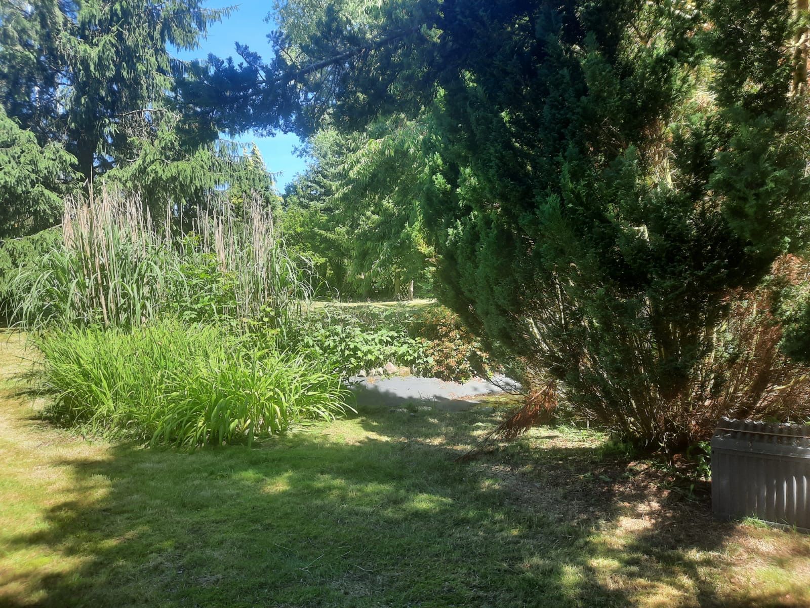 Garten mit Rasenfläche, Sträuchern und großen Bäumen an einem sonnigen Tag.