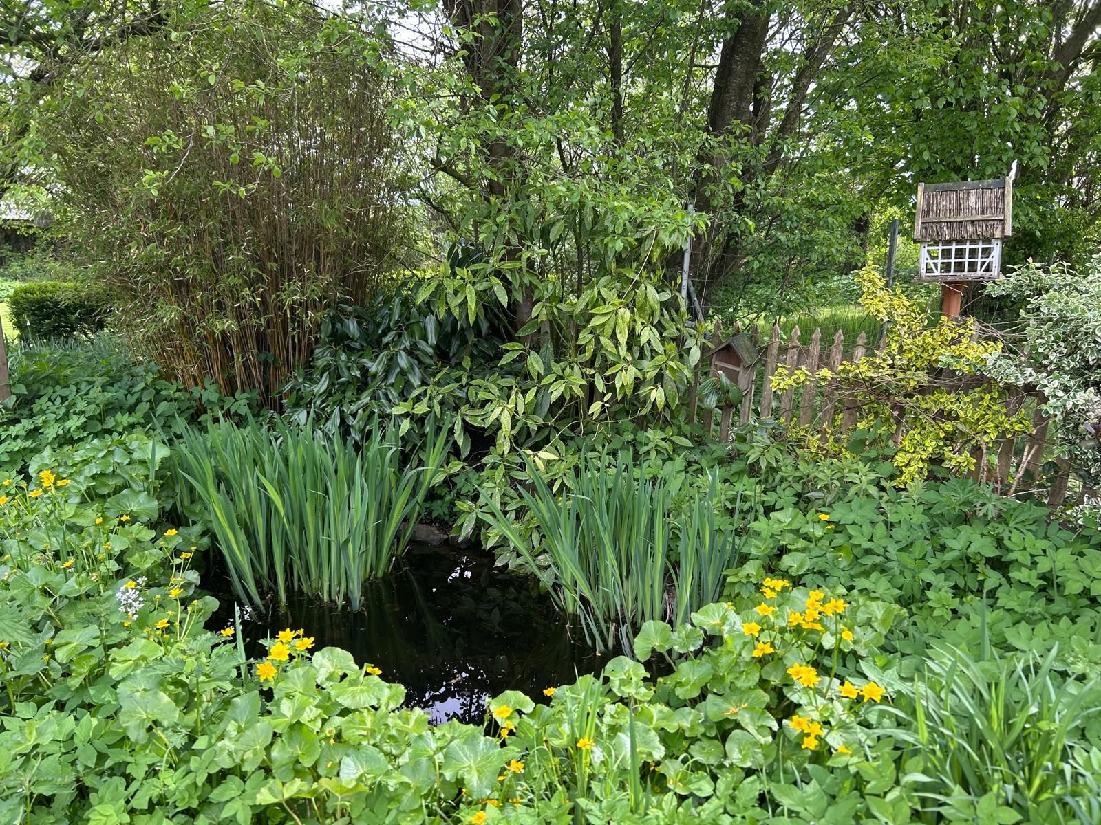 Gartenteich mit gelben Blumen, dichten Pflanzen und einem Vogelhaus vor einem Holzzaun.