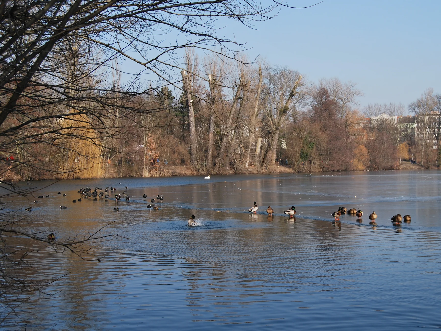 Mehrere Enten schwimmen auf einem ruhigen Teich mit Bäumen am Ufer.