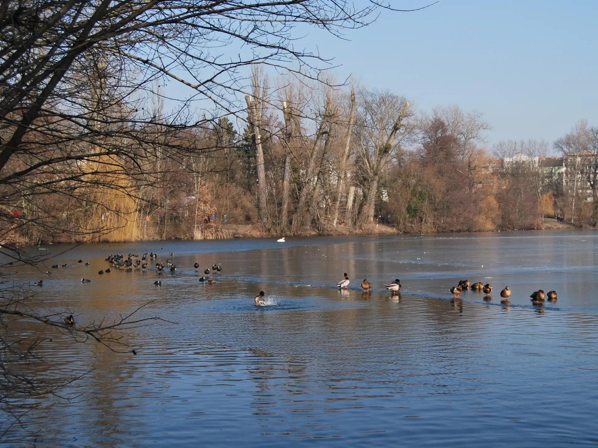Mehrere Enten schwimmen auf einem ruhigen Teich mit Bäumen am Ufer.