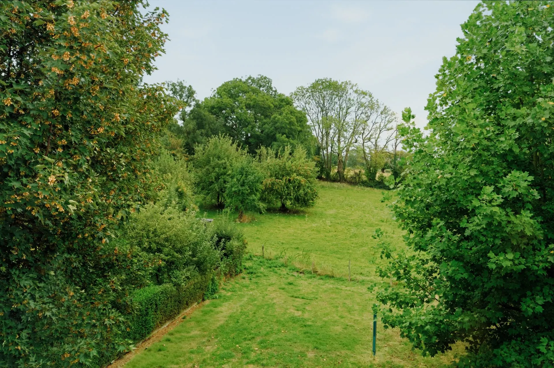 Blick auf eine große grüne Wiese mit Bäumen und Sträuchern im Hintergrund.