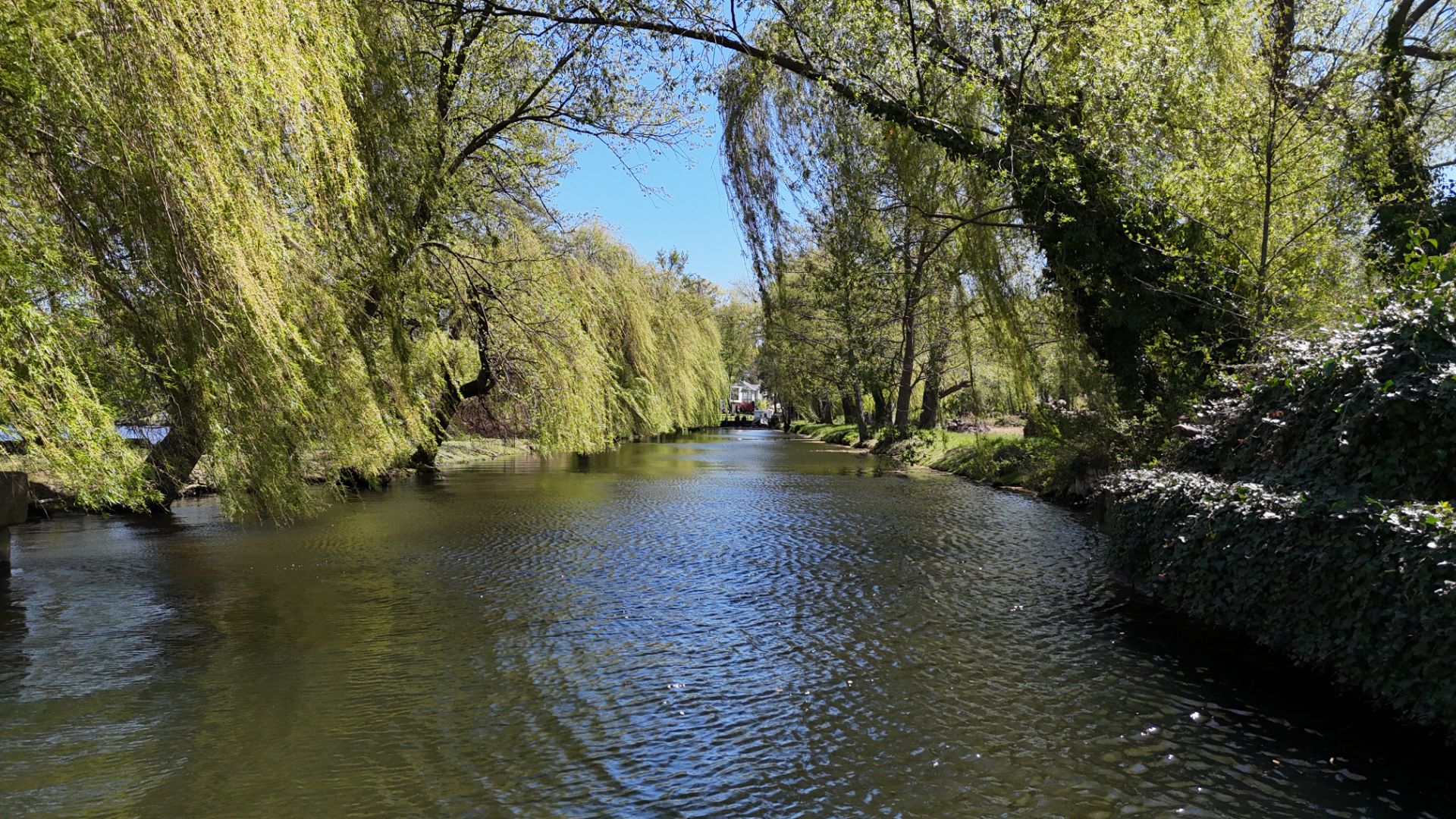 Fluss mit hängenden Weidenbäumen und grünem Ufer an einem sonnigen Tag.