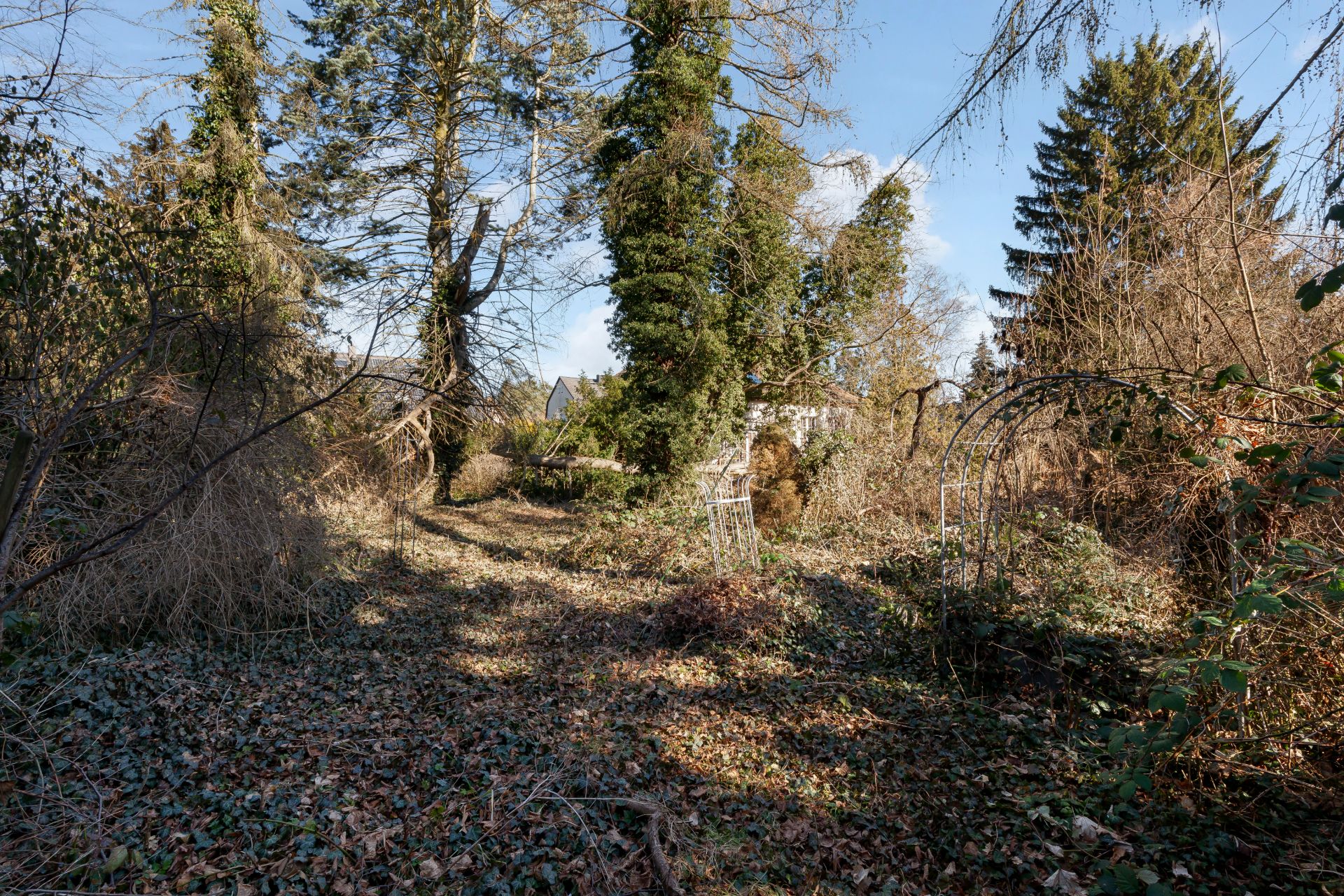 Verwilderter Garten mit überwucherten Bäumen und Sträuchern, Laub bedeckt den Boden.