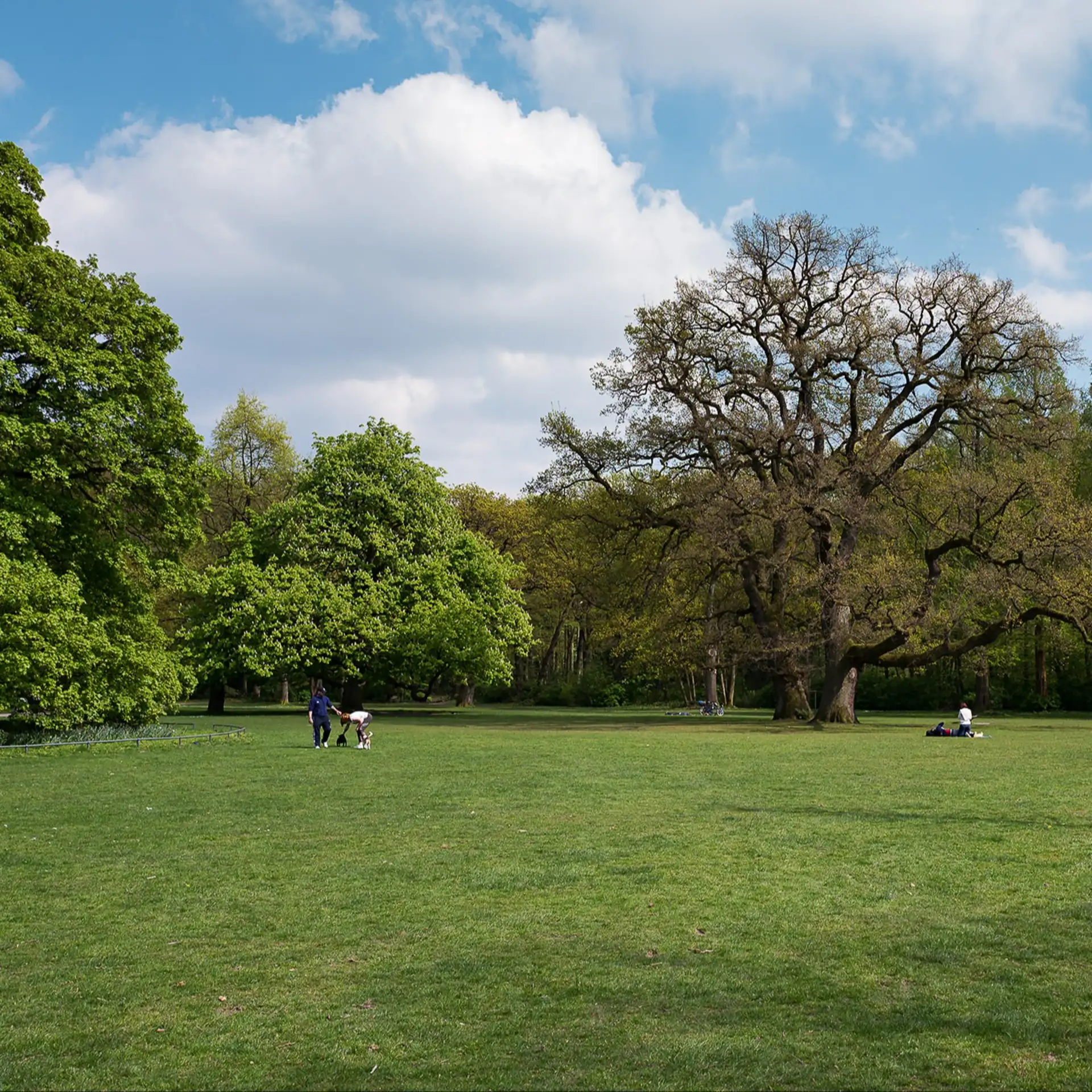 Weitläufige grüne Wiese mit großen Bäumen und ein paar Menschen im Park.
