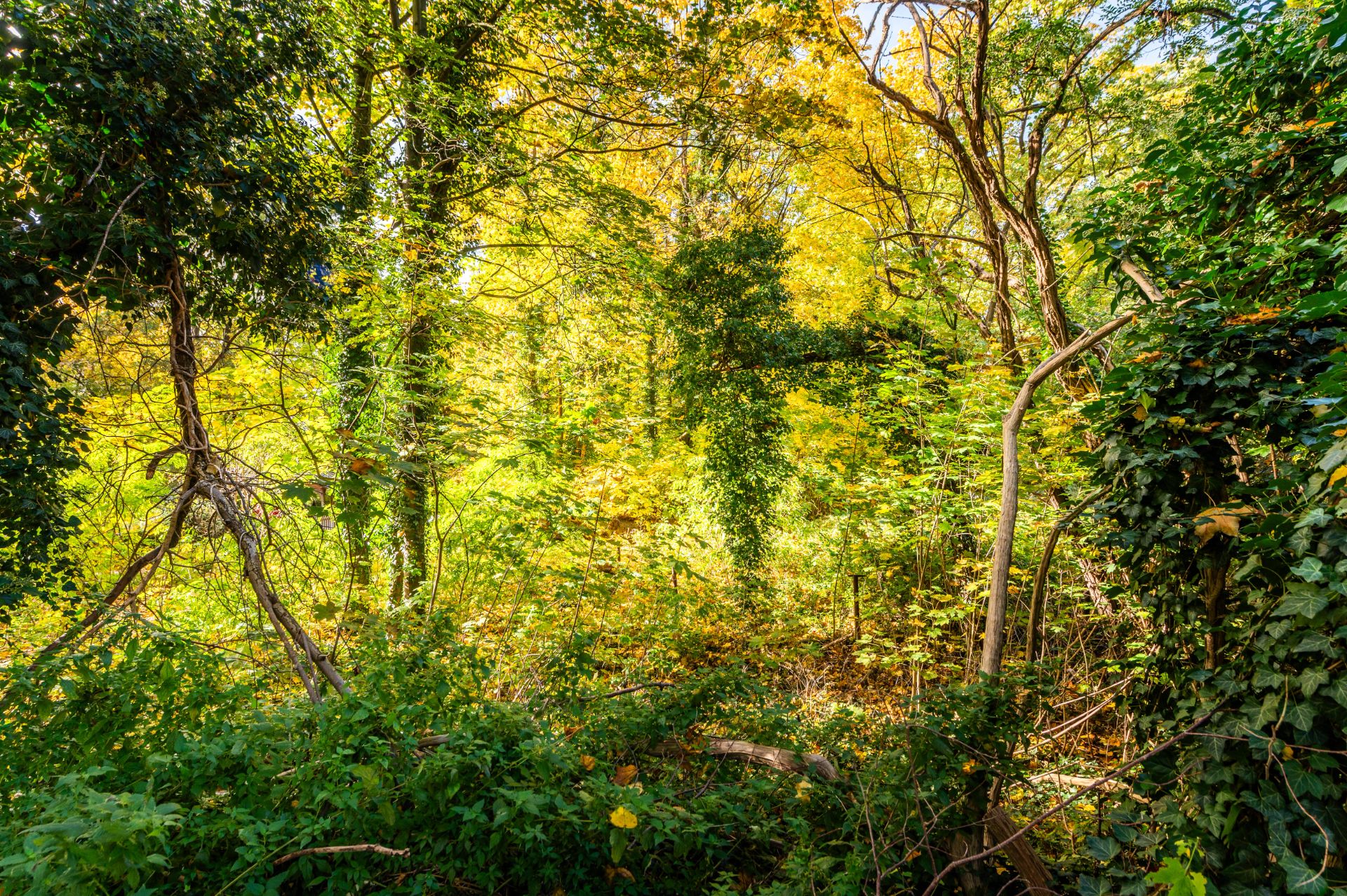 Dichter, grüner Wald mit verschiedenen Bäumen und viel Laub im Sonnenlicht.