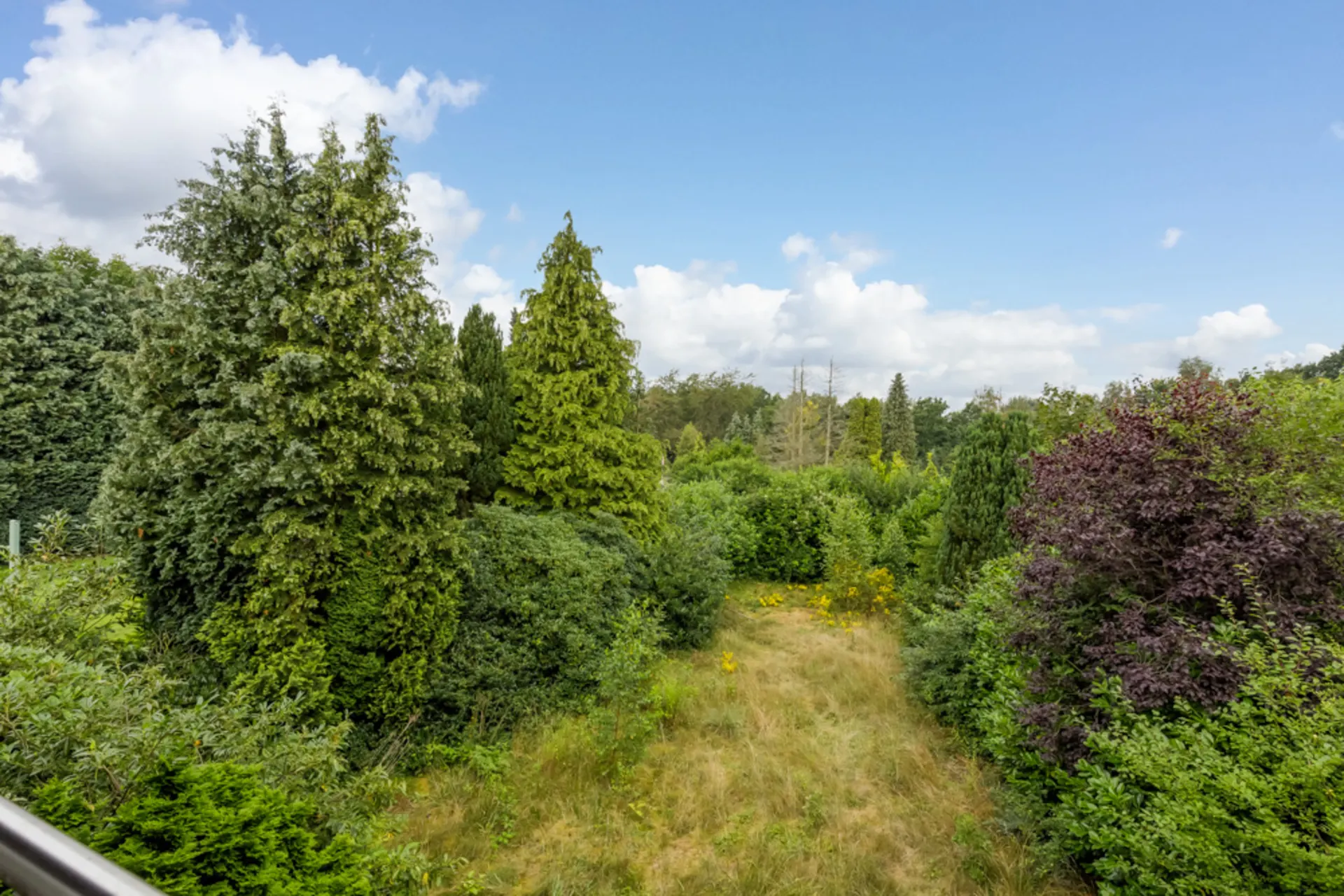 Großer Garten mit dichtem Bewuchs aus verschiedenen Bäumen und Sträuchern unter blauem Himmel.