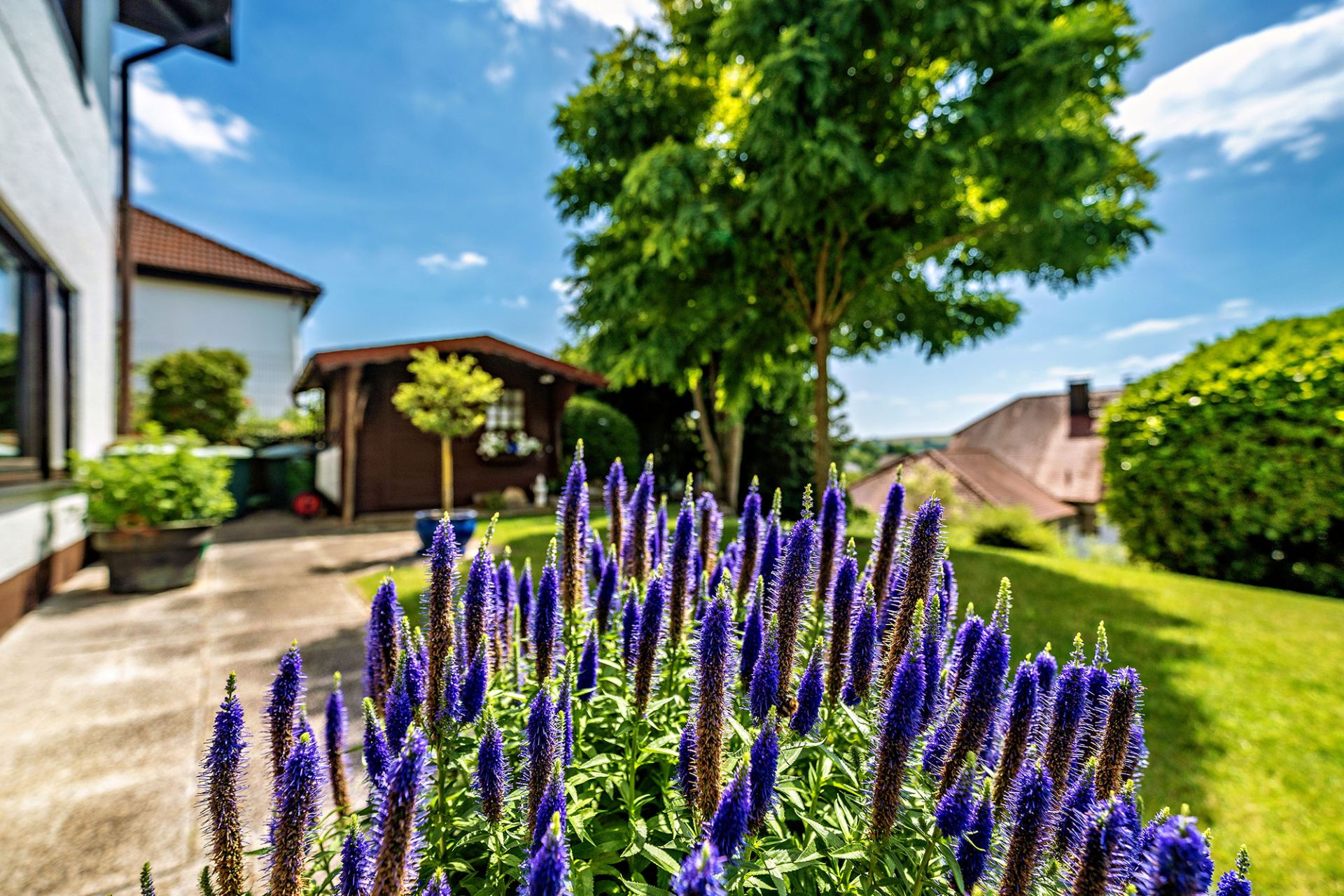 Violette Blumen und grüne Bäume im Garten neben einem Wohnhaus bei sonnigem Wetter.