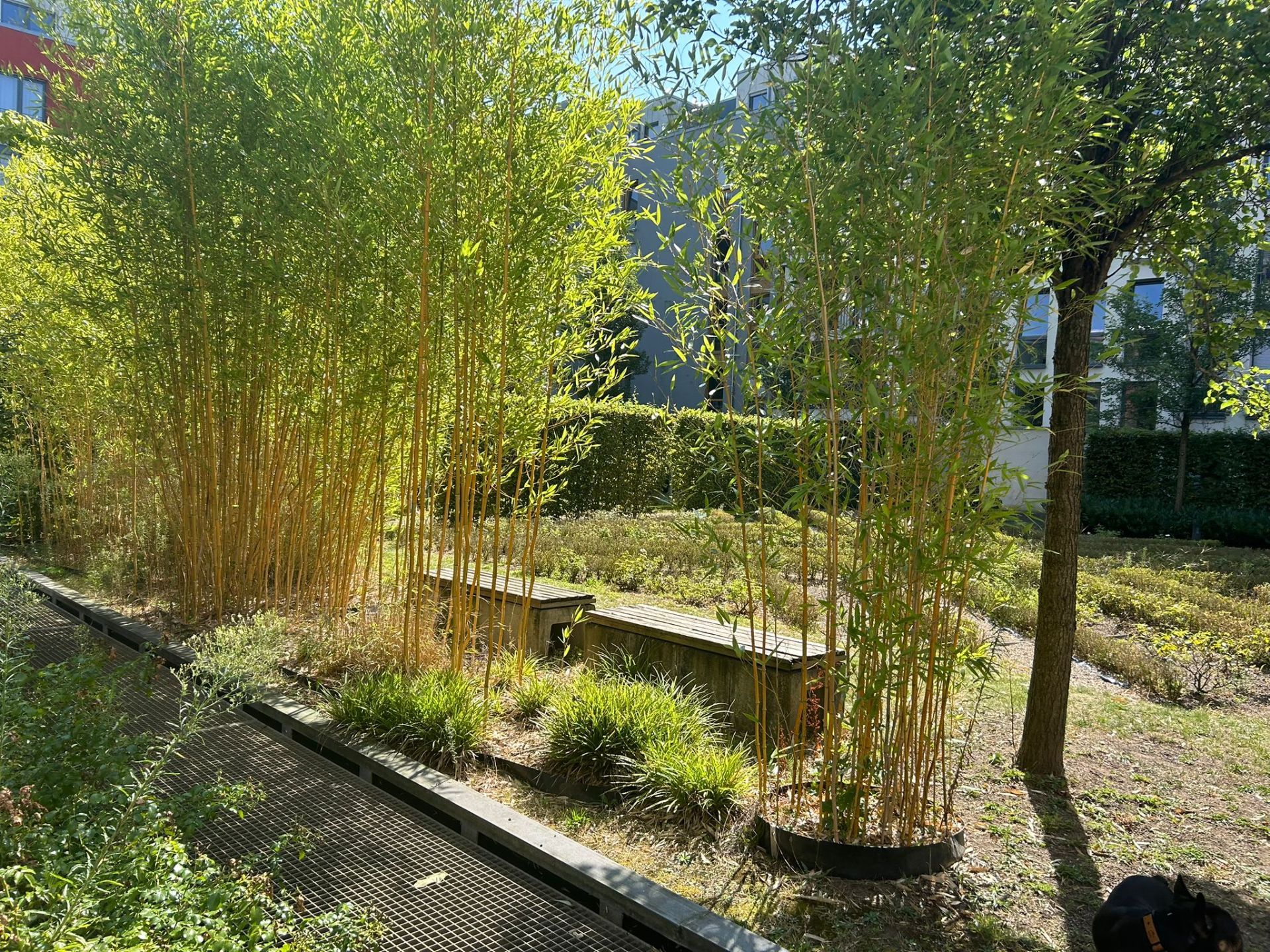 Sitzbank im Garten mit Bambuspflanzen und Bäumen im Sonnenschein.