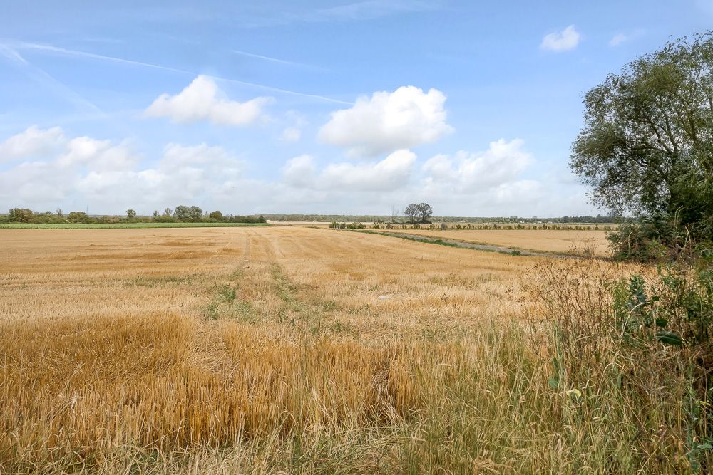 Weitläufiges Getreidefeld unter blauem Himmel mit einigen Bäumen am Rand.