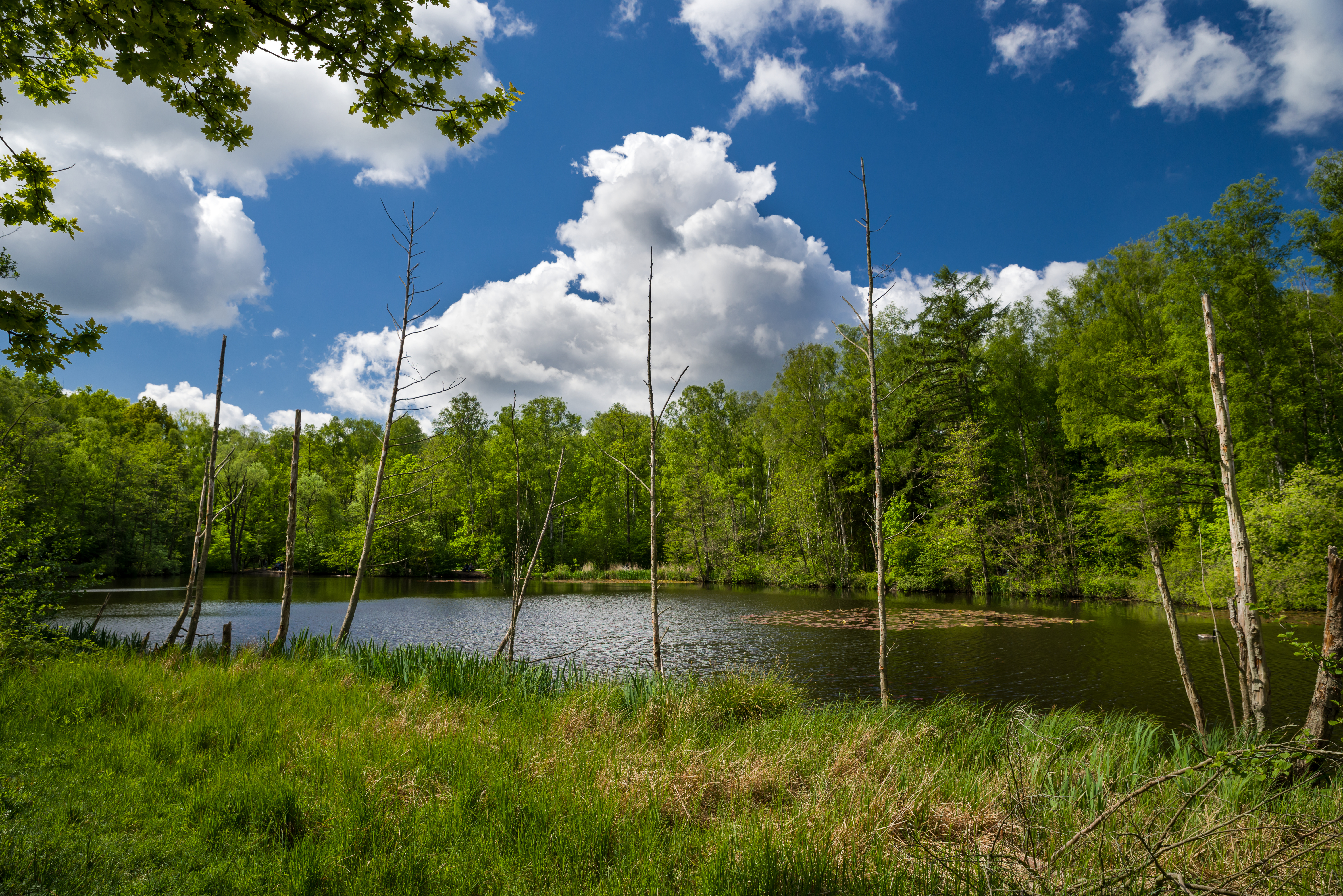 Kleiner See mit Uferbewuchs und Bäumen im Hintergrund unter blauem Himmel mit Wolken.