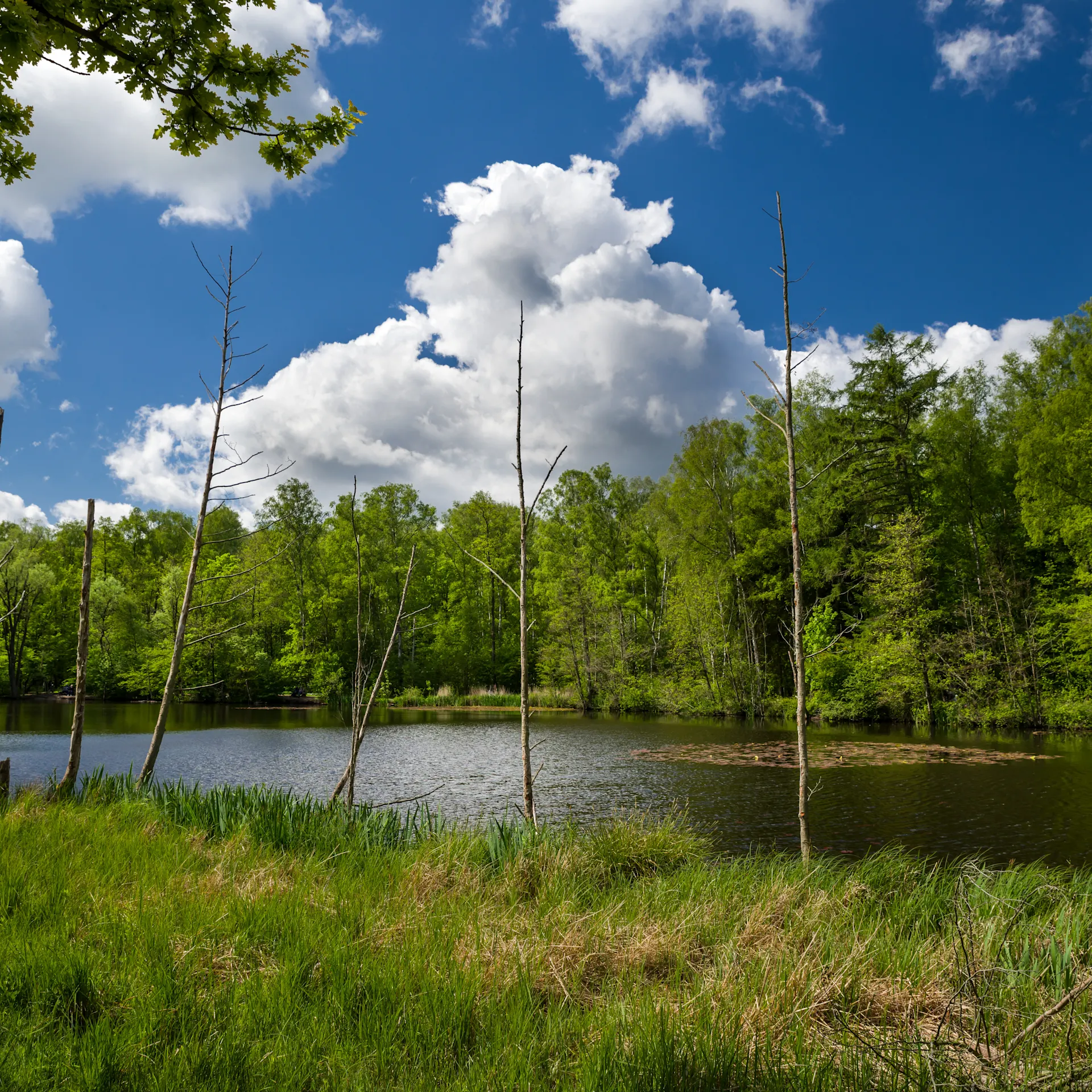 Kleiner See mit Uferbewuchs und Bäumen im Hintergrund unter blauem Himmel mit Wolken.