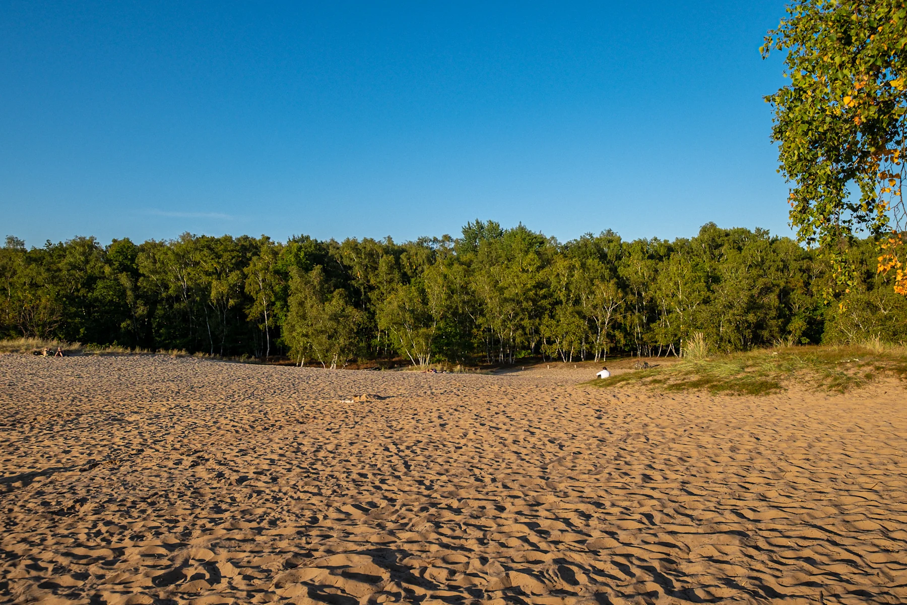 Sandige Fläche mit Wald im Hintergrund und blauem Himmel.