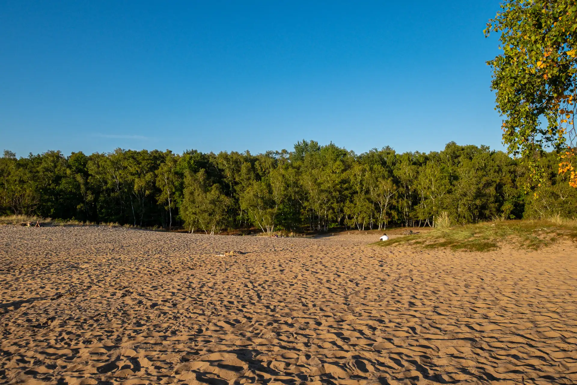 Sandige Fläche mit Wald im Hintergrund und blauem Himmel.