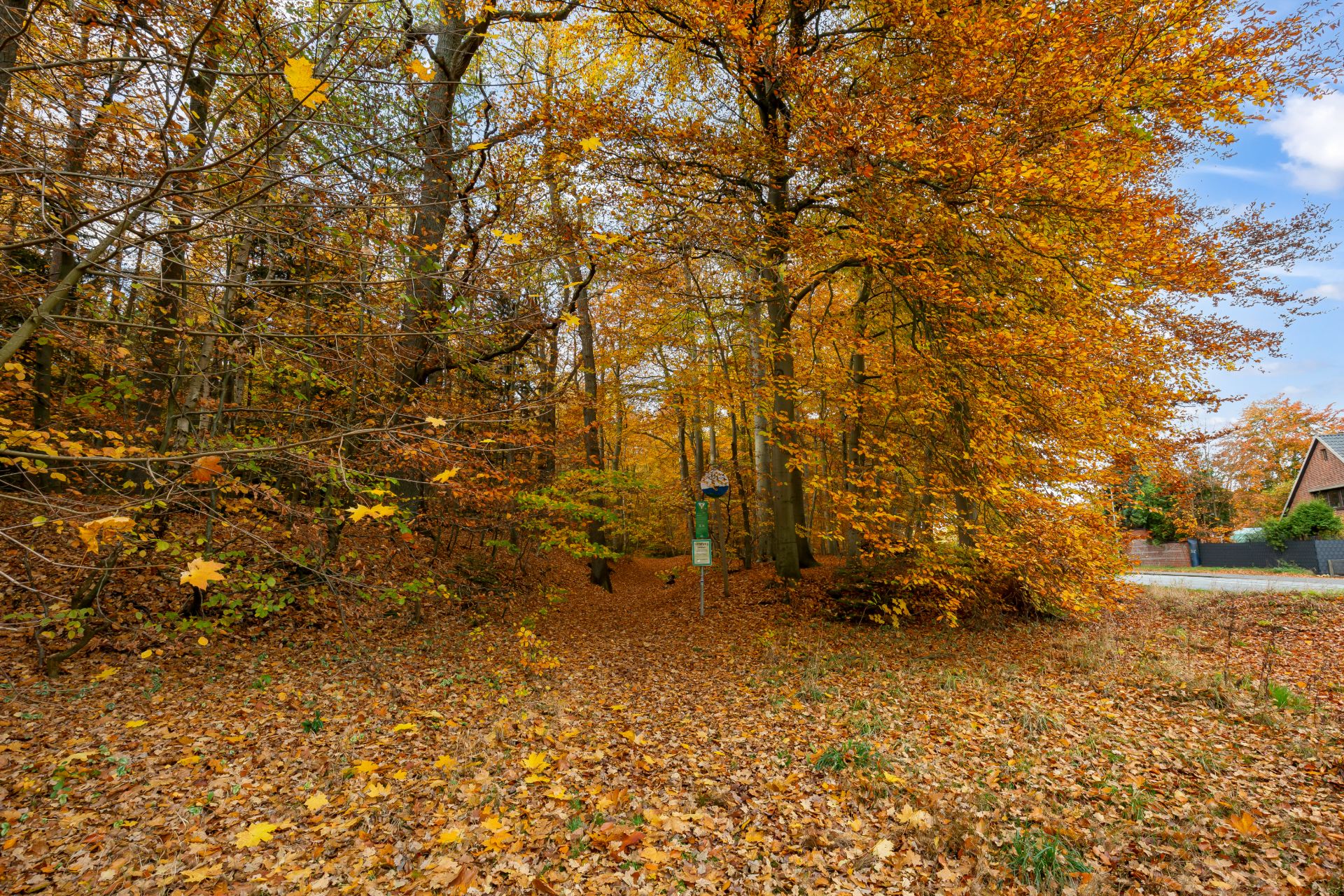 Waldweg im Herbst mit buntem Laub, rechts angrenzend an eine Wohnstraße mit Häusern.