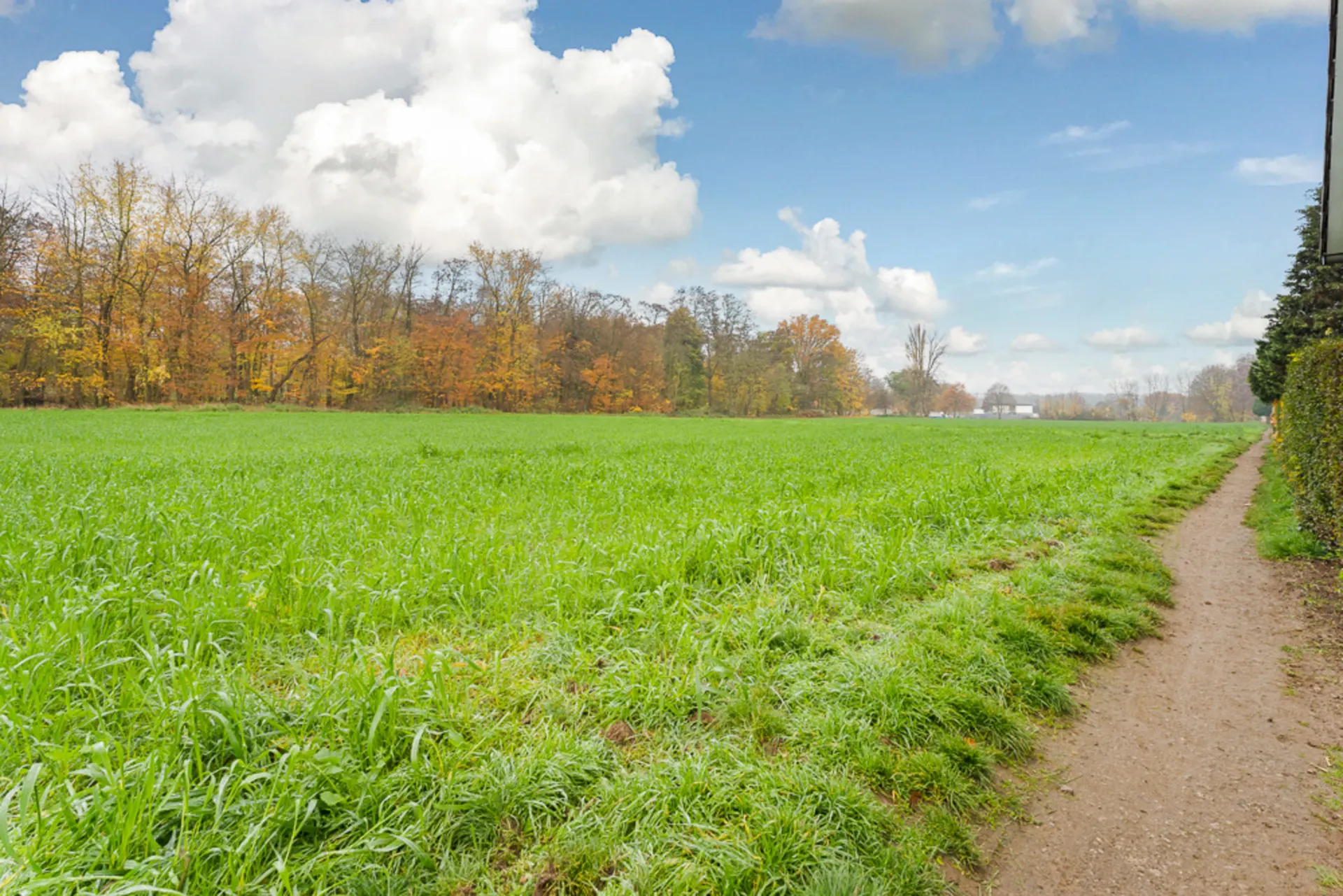 Grüne Wiese neben einem Feldweg mit Bäumen im Hintergrund unter bewölktem Himmel.