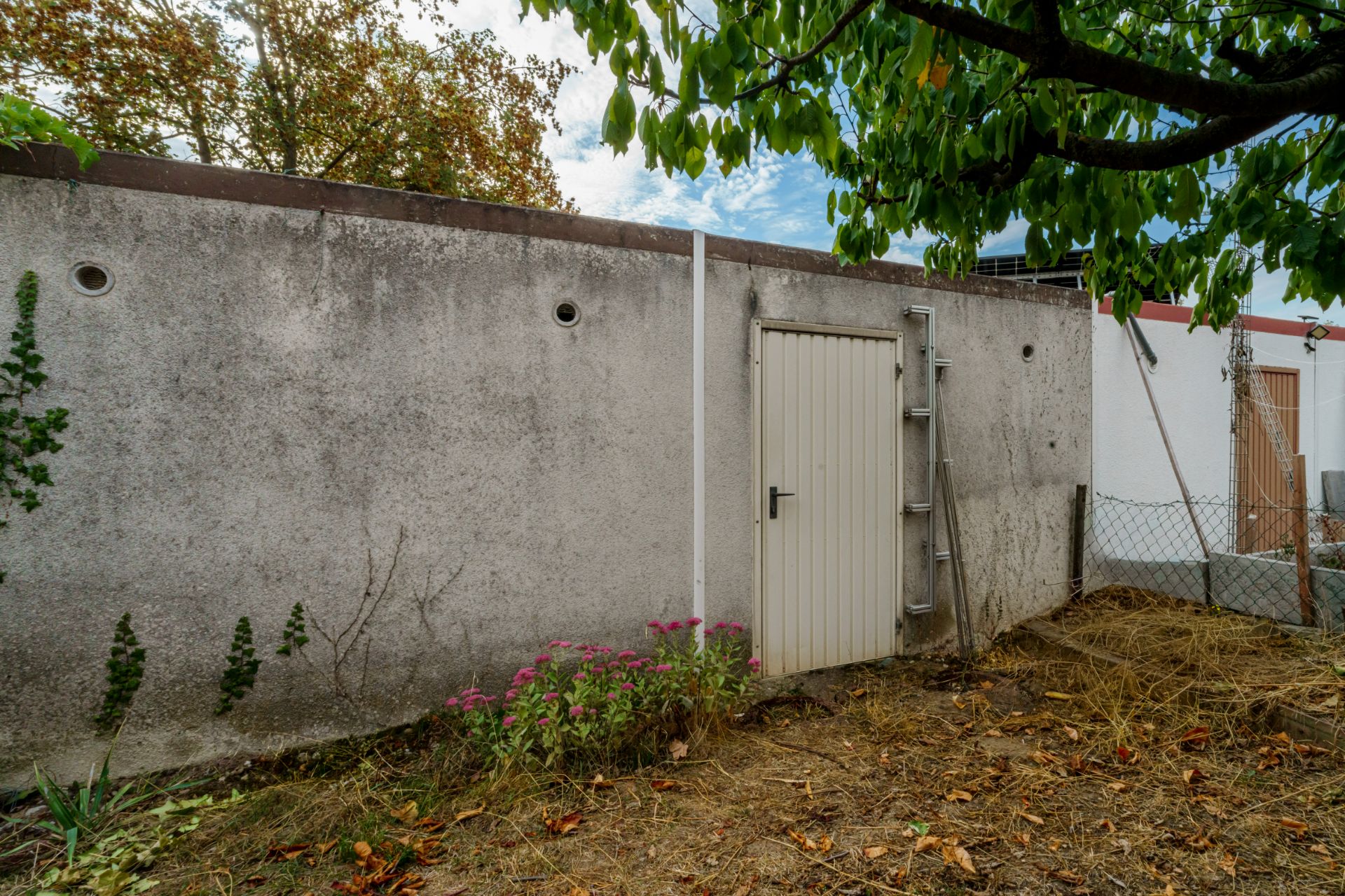 Garten mit Baum, Trockenpflanzen und grauer Wand mit geschlossener Tür und Leiter.