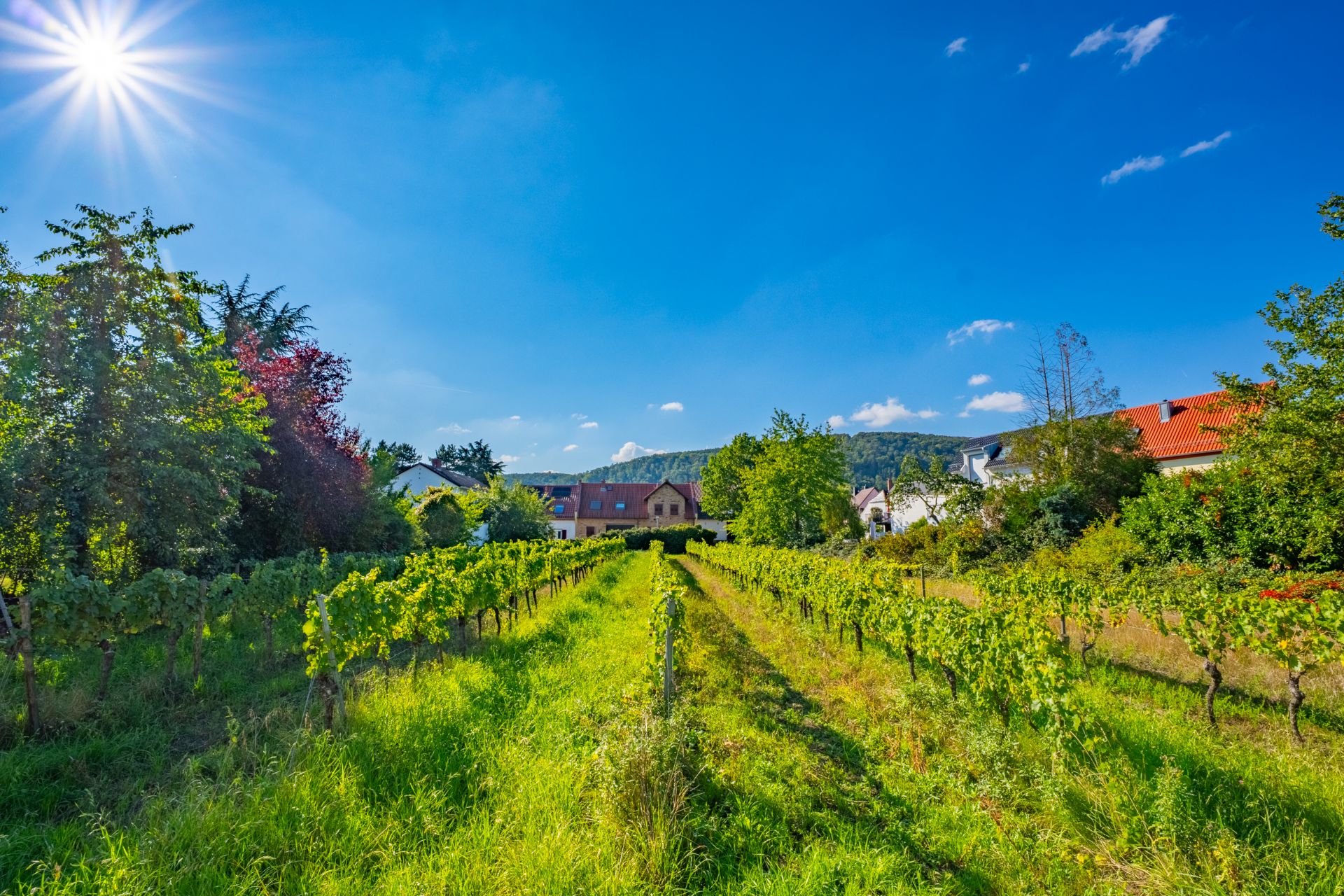 Grüner Weingarten mit Reihen von Reben und Häusern im Hintergrund bei sonnigem Wetter.