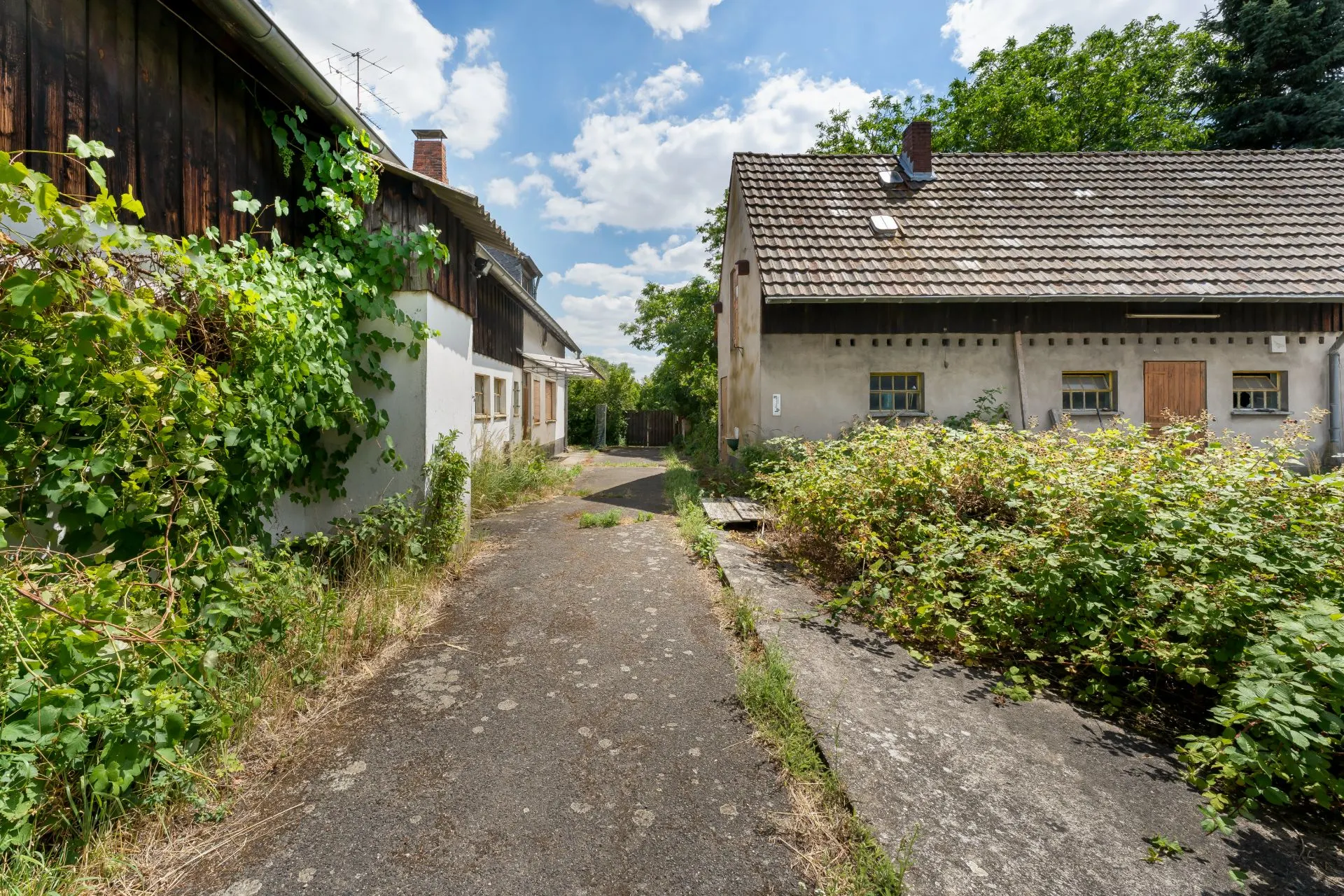 Gepflasterter Weg zwischen zwei älteren Häusern mit überwachsenen Pflanzen.