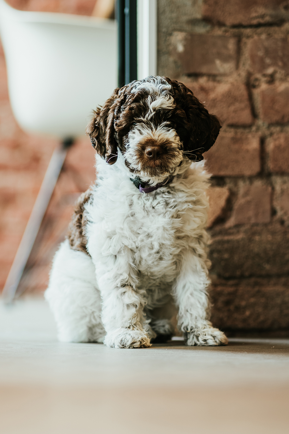 Rio, Happiness Manager bei Evernest Essen