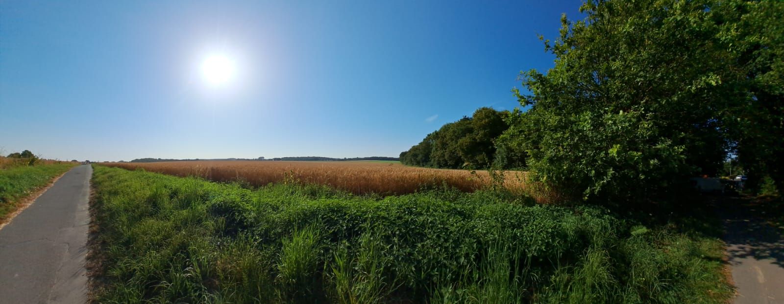 Sonniger Feldweg mit Gras, Bäumen und blühendem Getreide unter blauem Himmel.