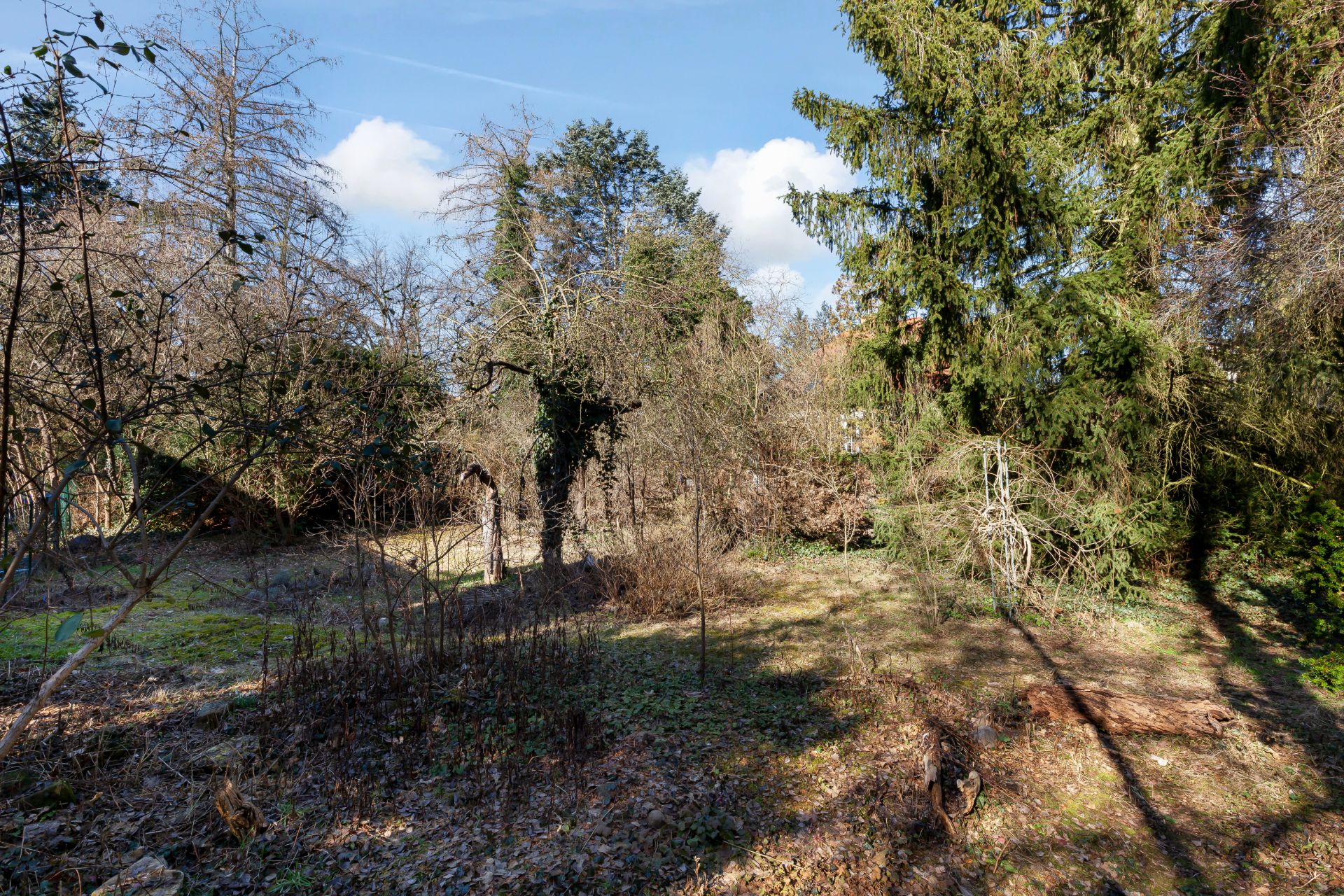 Ein naturbelassener Garten mit Bäumen, Sträuchern und etwas Gras unter blauem Himmel.