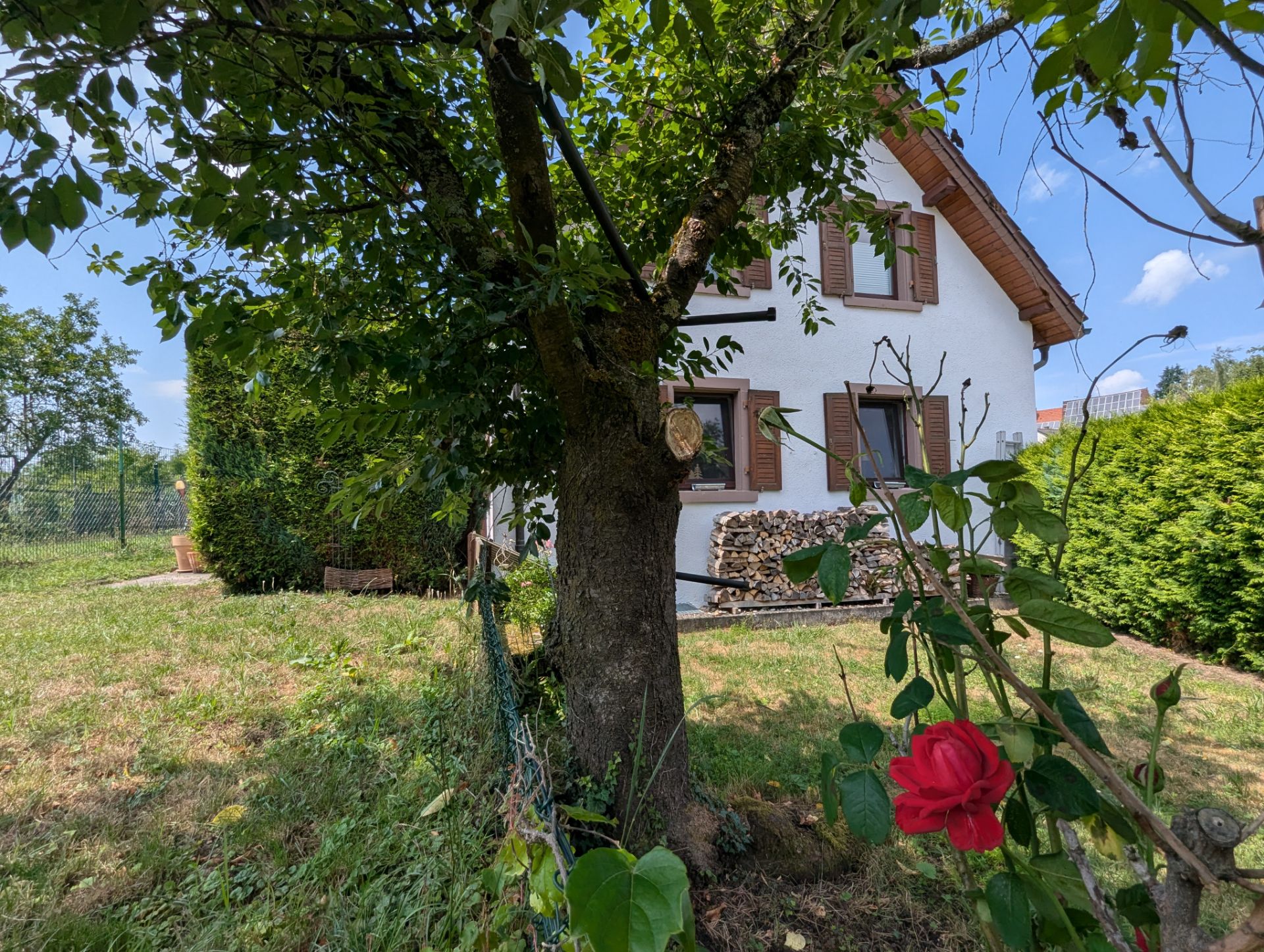 Garten mit Baum, blühender Rose und einem weißen Haus mit braunen Fensterläden im Hintergrund.