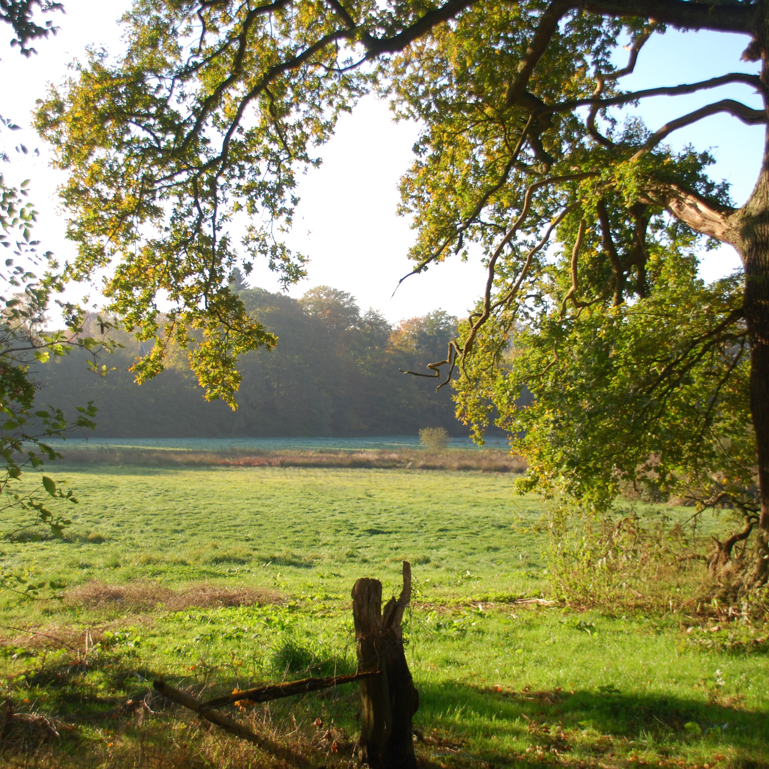 Große grüne Wiese mit Bäumen und einem alten Baumstumpf im Vordergrund.