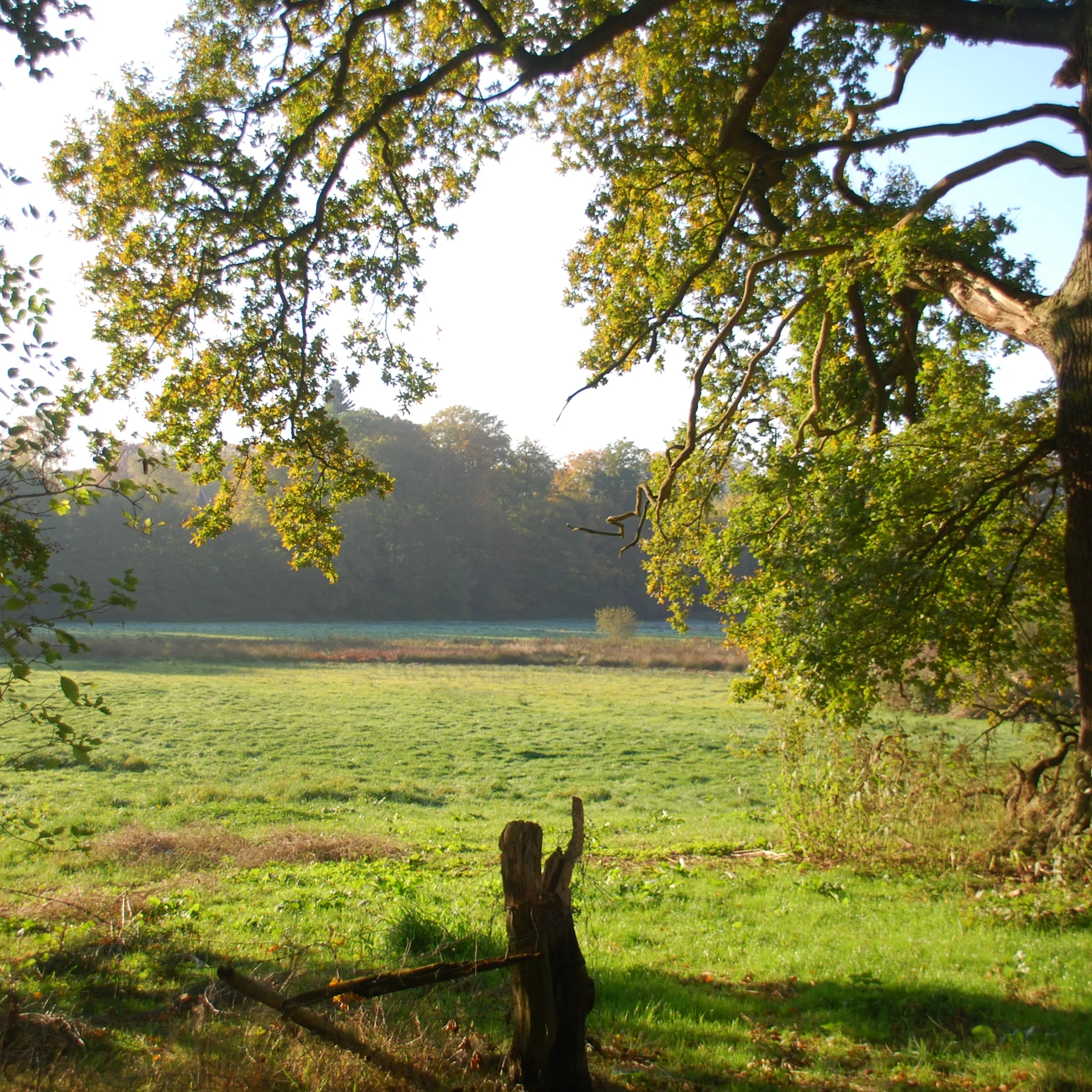 Große grüne Wiese mit Bäumen und einem alten Baumstumpf im Vordergrund.