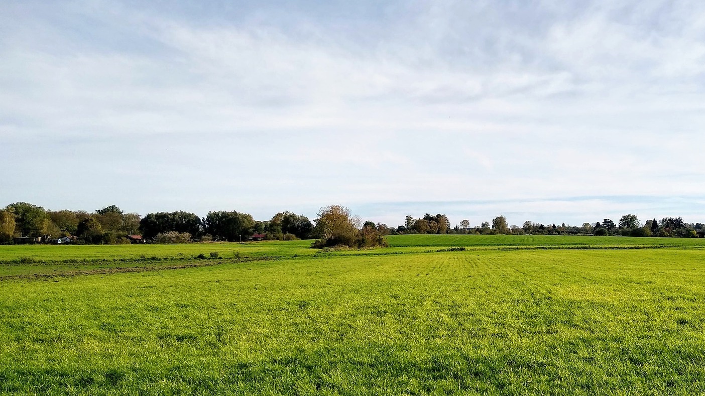 Grüne Wiese mit Bäumen und Häusern im Hintergrund unter blauem Himmel.