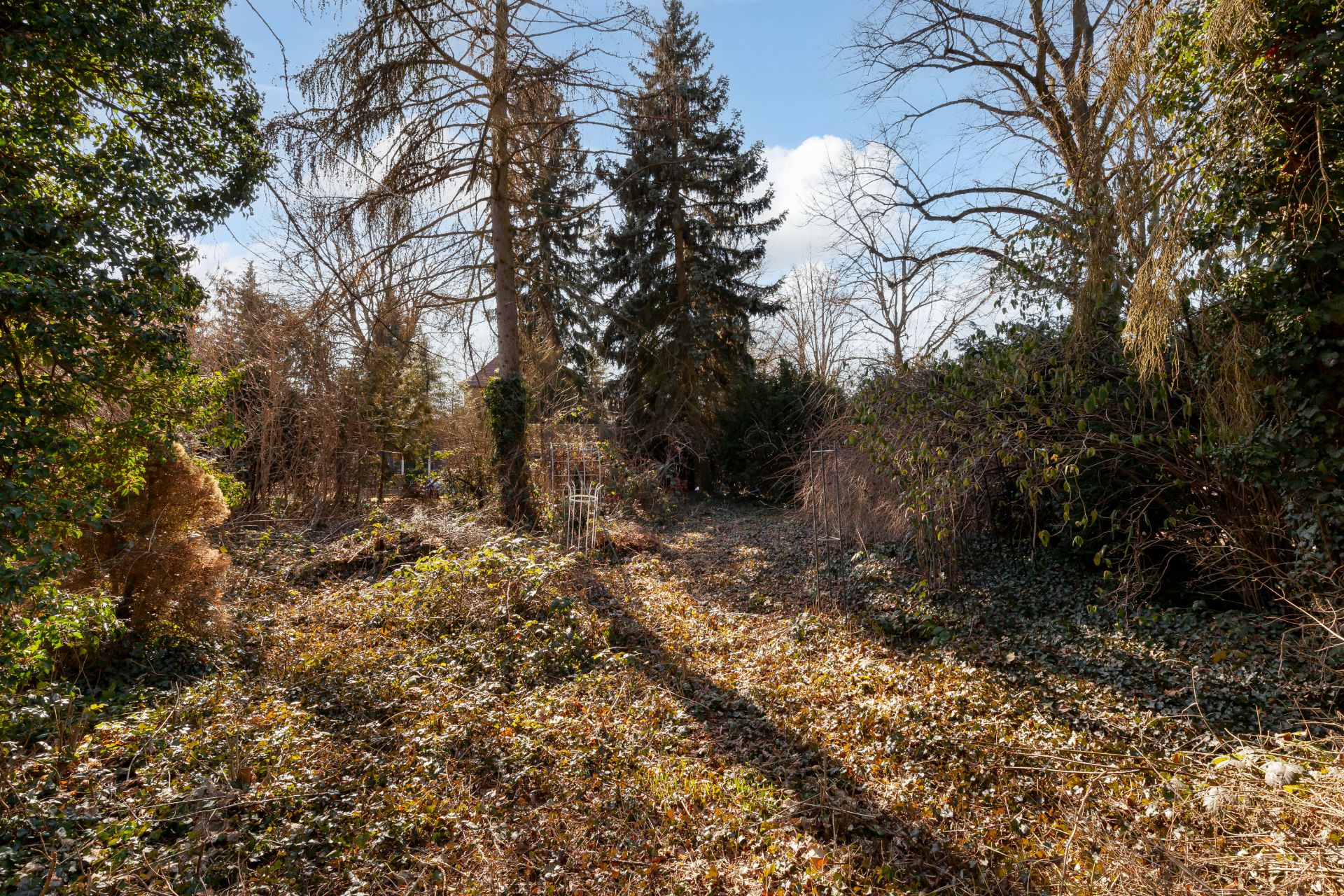 Bewachsener Garten mit Bäumen und Gebüsch an einem sonnigen Tag.