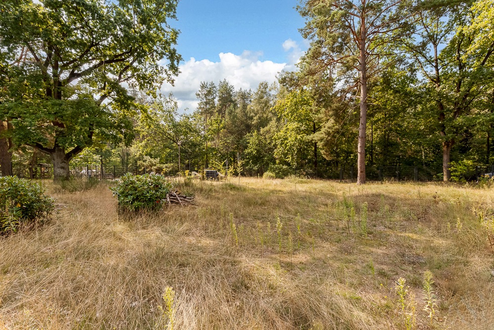 Grünes Grundstück mit trockenem Gras, Büschen und hohen Bäumen am Rand.