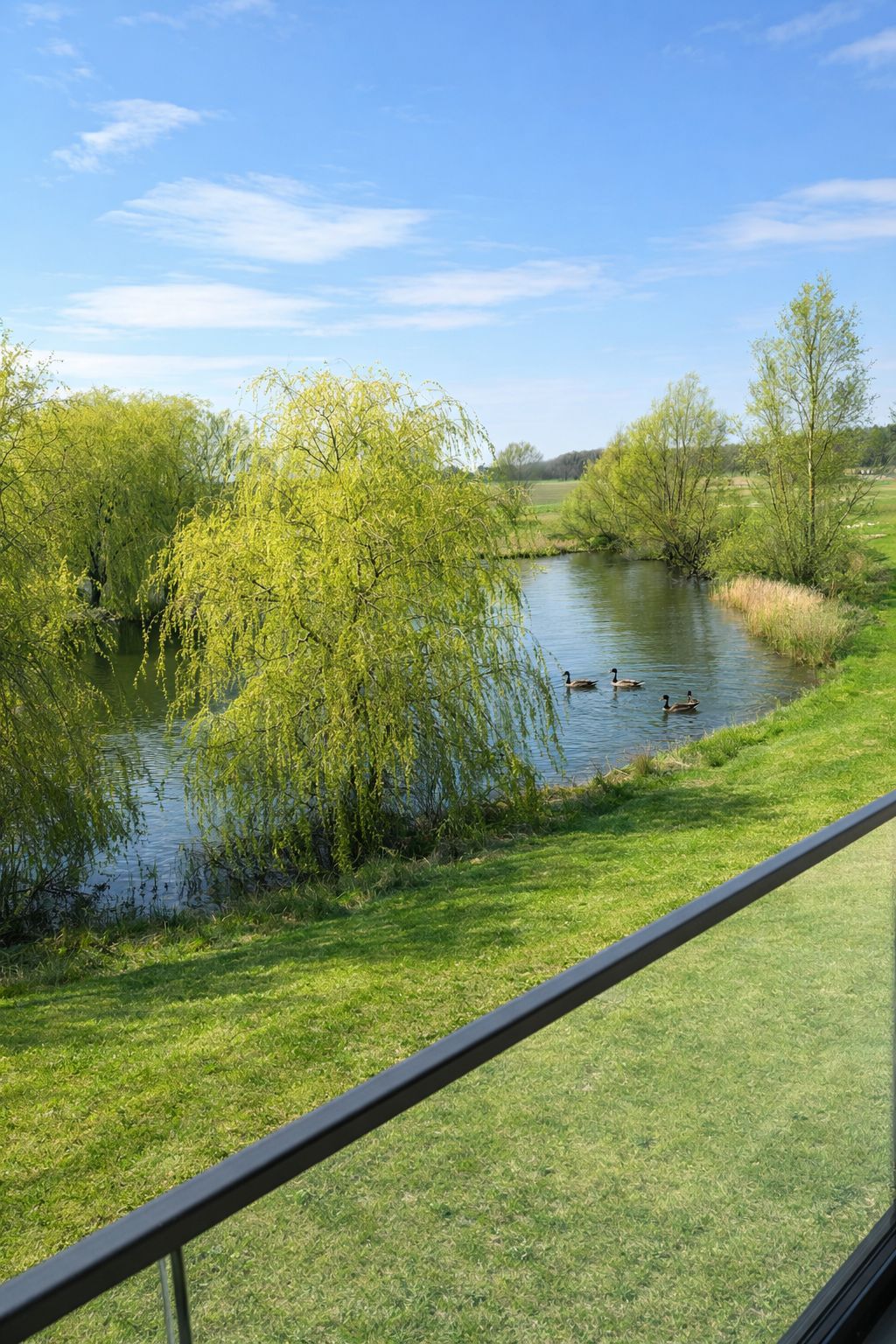 Blick auf einen Teich mit Enten, umgeben von grünen Bäumen und Wiese, aus Glasgeländer-Perspektive.